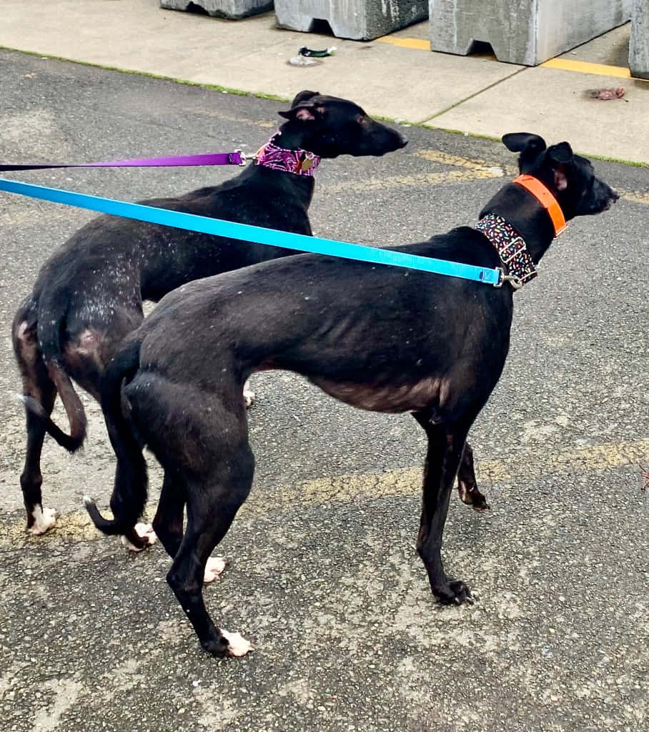 Greyhound background Picha ya Ukuta