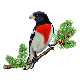 Grosbeak yenye Kifua cha Waridi kwenye Tawi la Msonobari Picha ya Ukuta