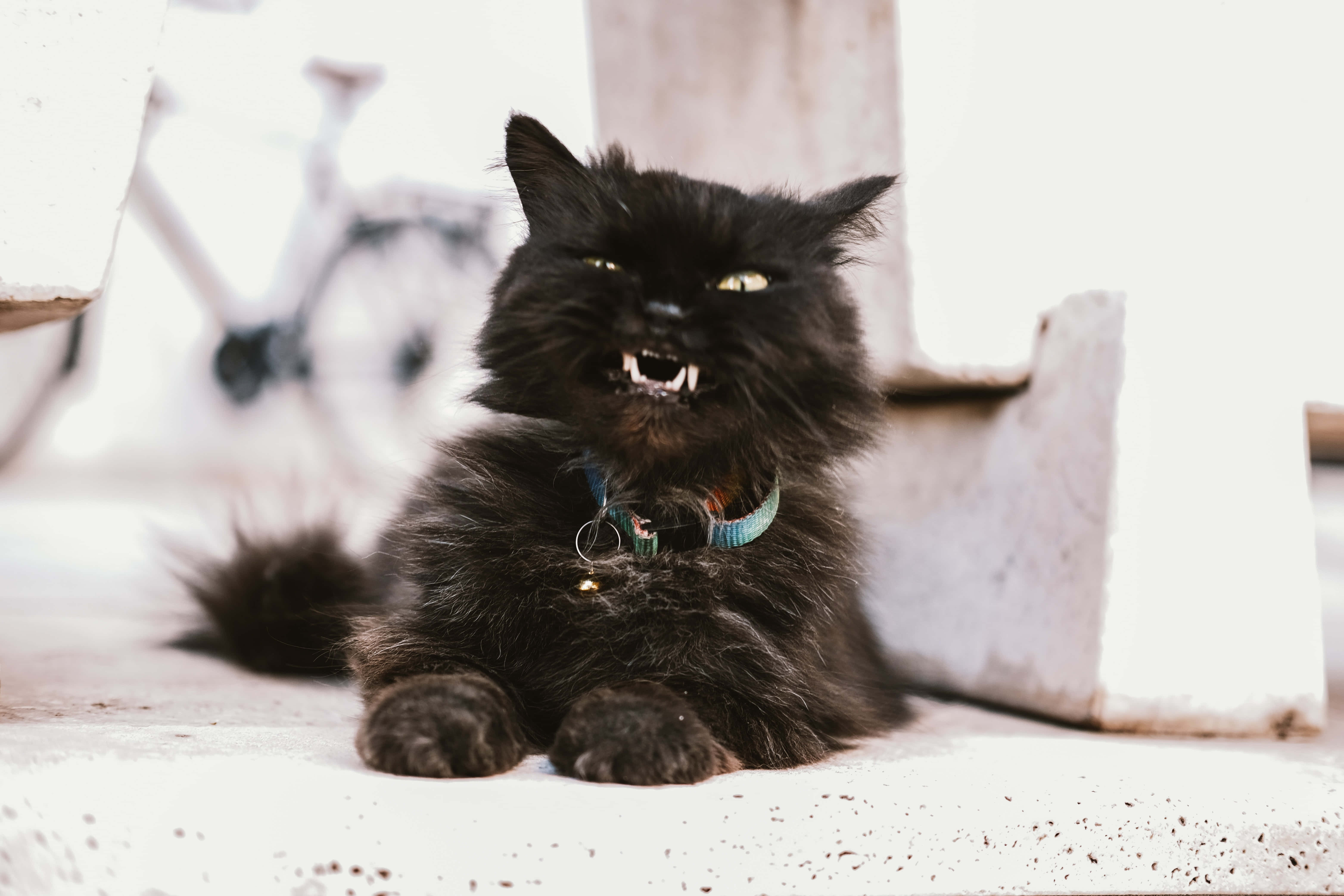 Grumpy Cat Akitupa Glare Picha ya Ukuta