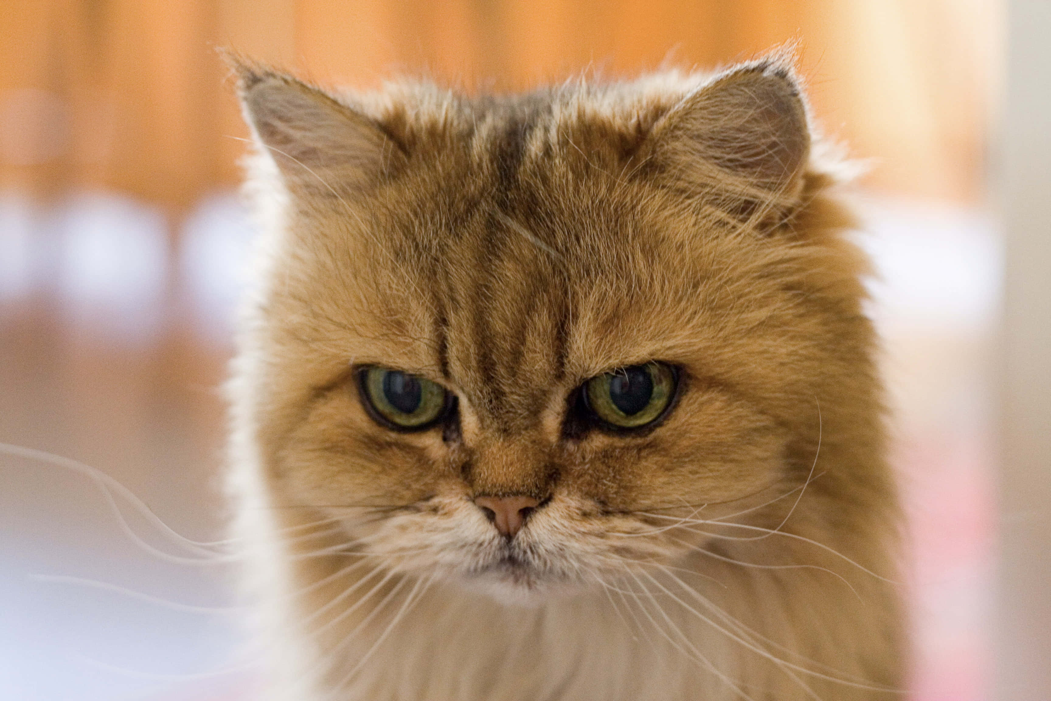 "Grumpy Cat Imepata Uzito!" Picha ya Ukuta