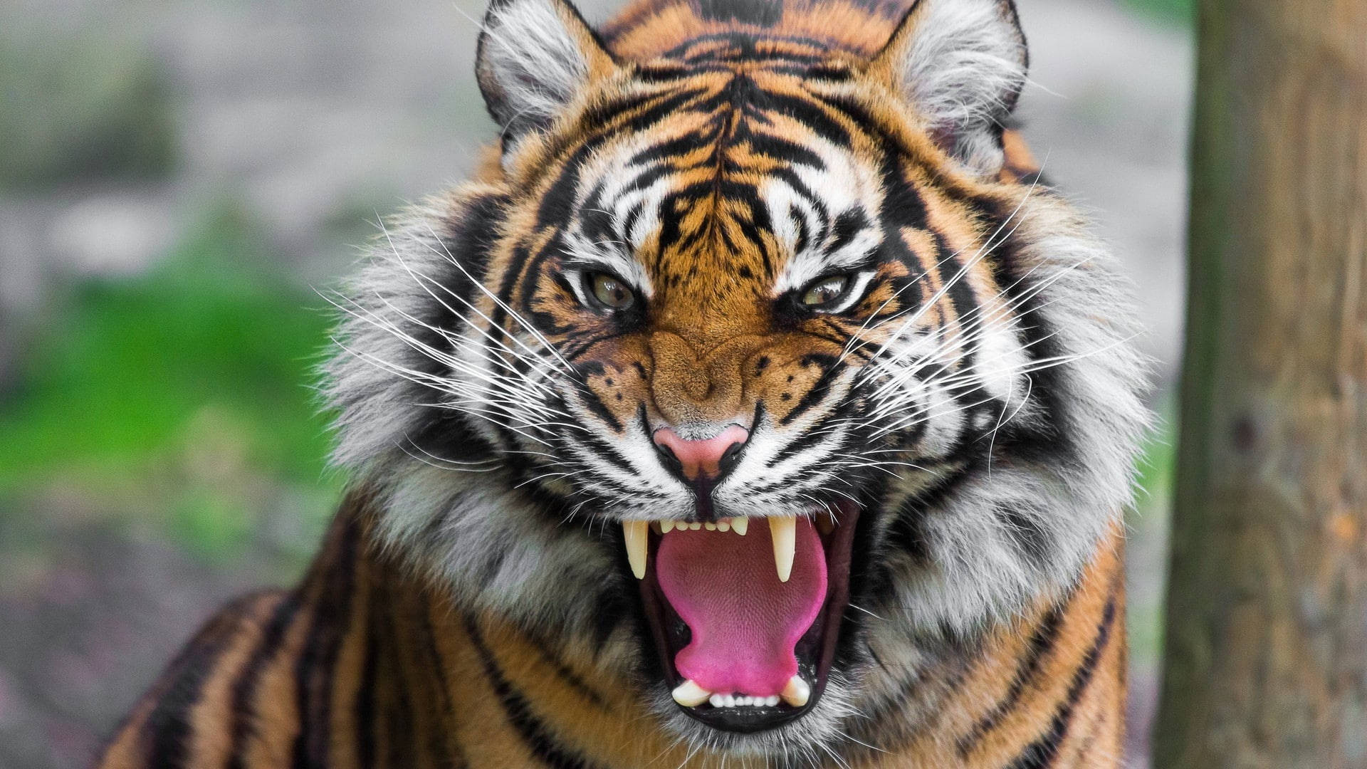 Harimau Mwenye Hasira Picha ya Ukuta