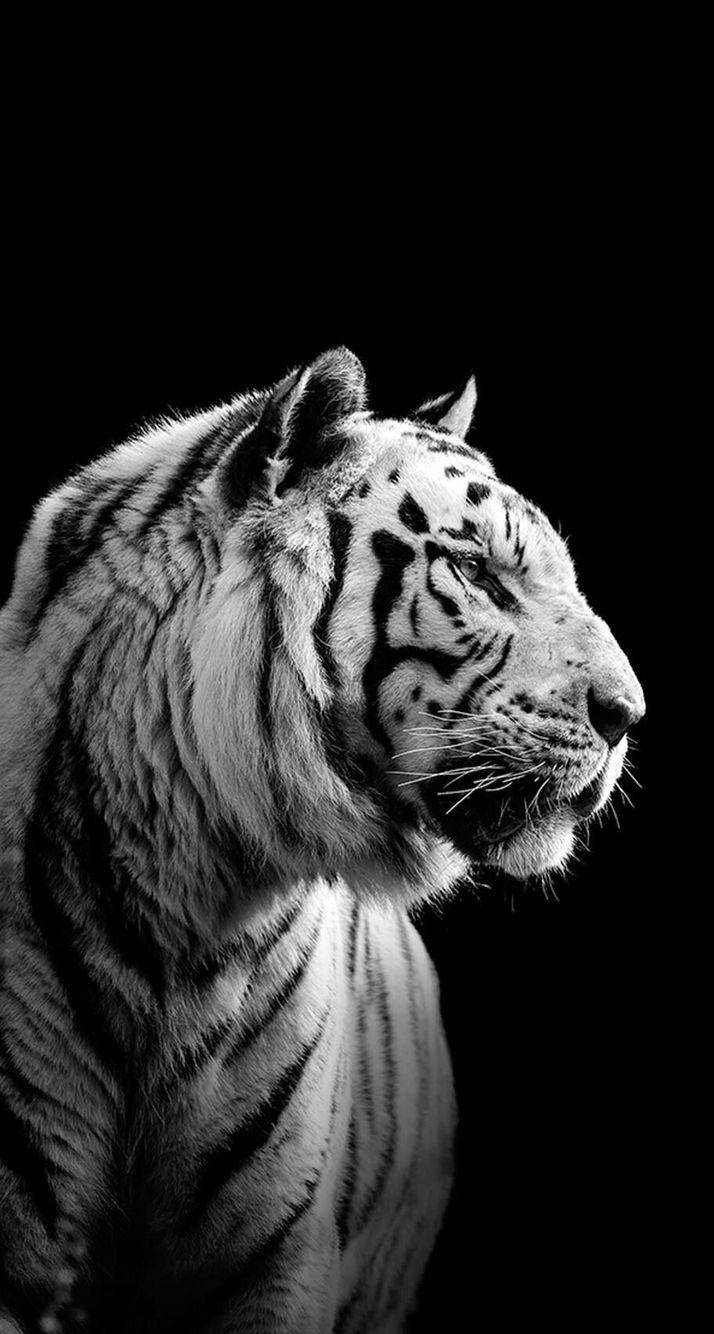 Harimau Nyeupe na Nyeusi Picha ya Ukuta