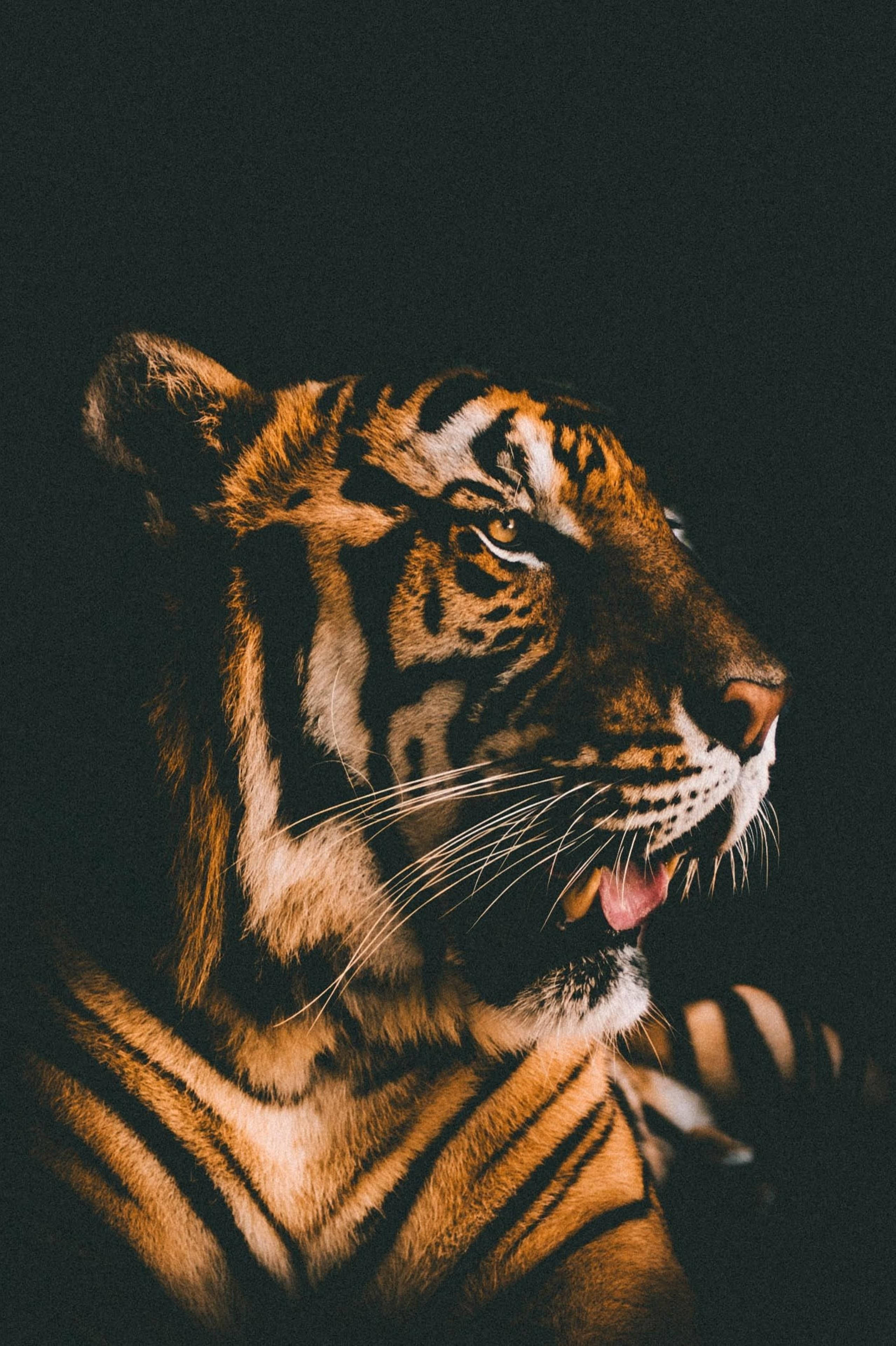 Harimau Tukufu Kichujio cha Filamu Picha ya Ukuta