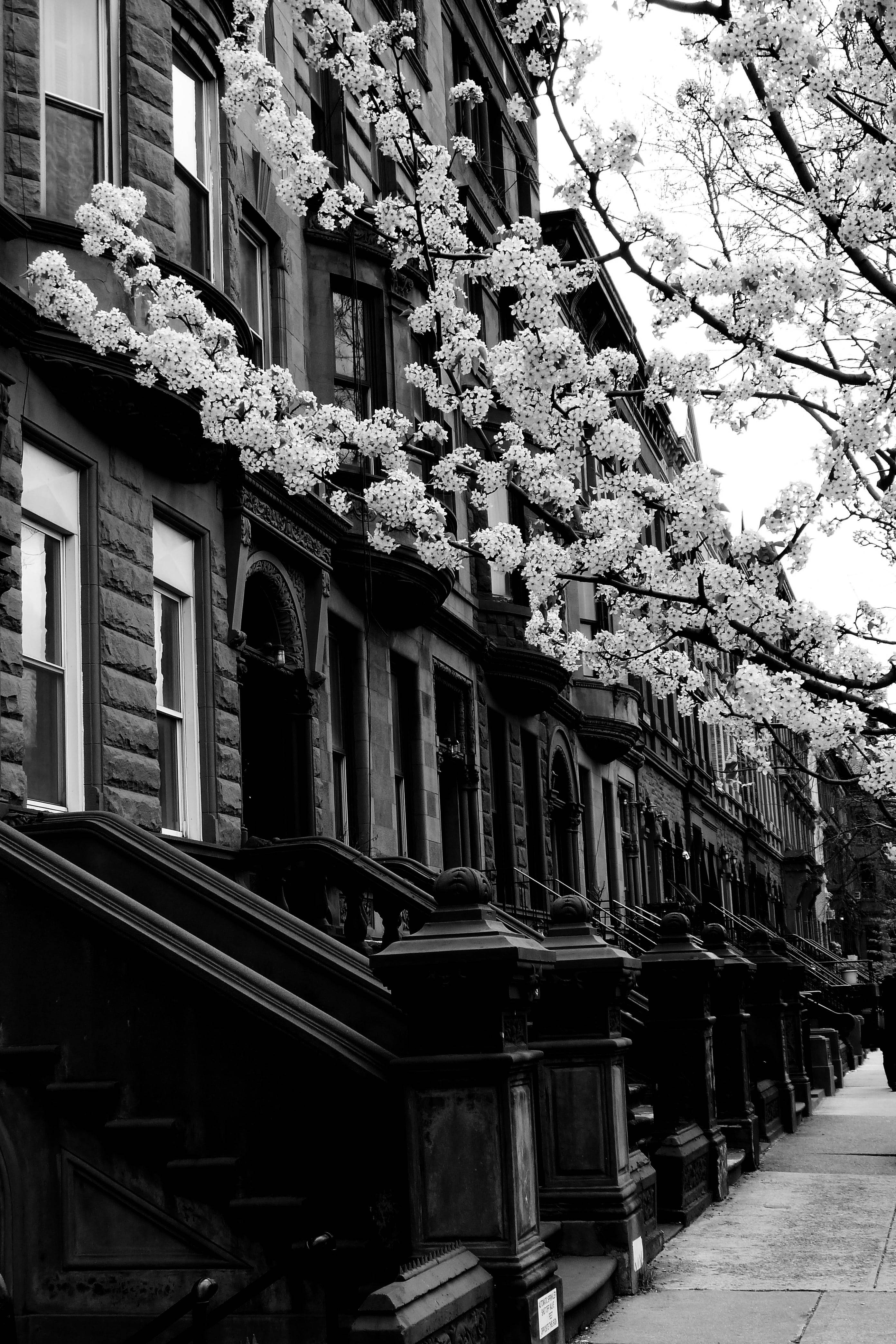 Harlem Neighborhood New York Black And White Picha ya Ukuta