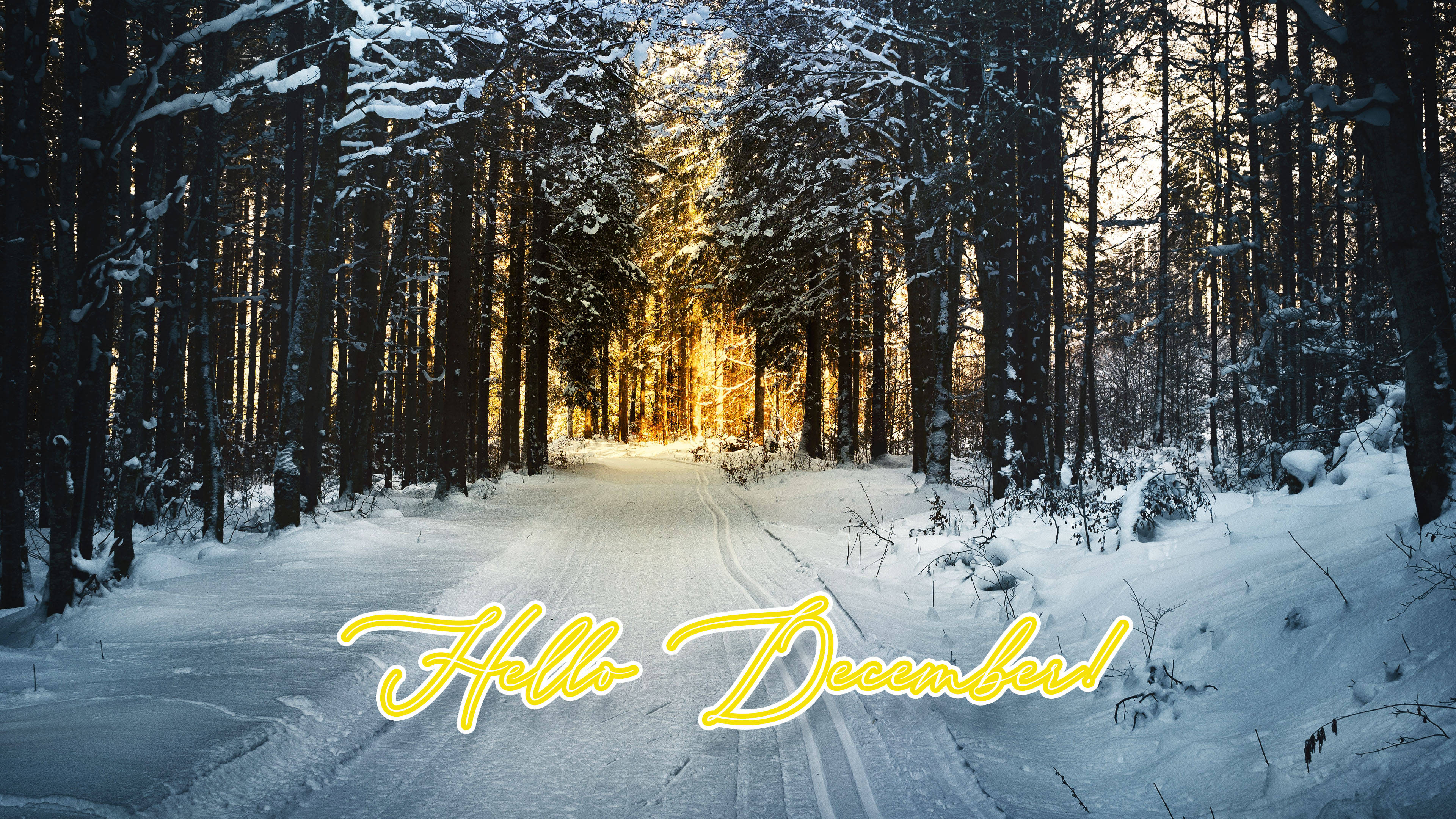 Hello December Winter Forest Picha ya Ukuta