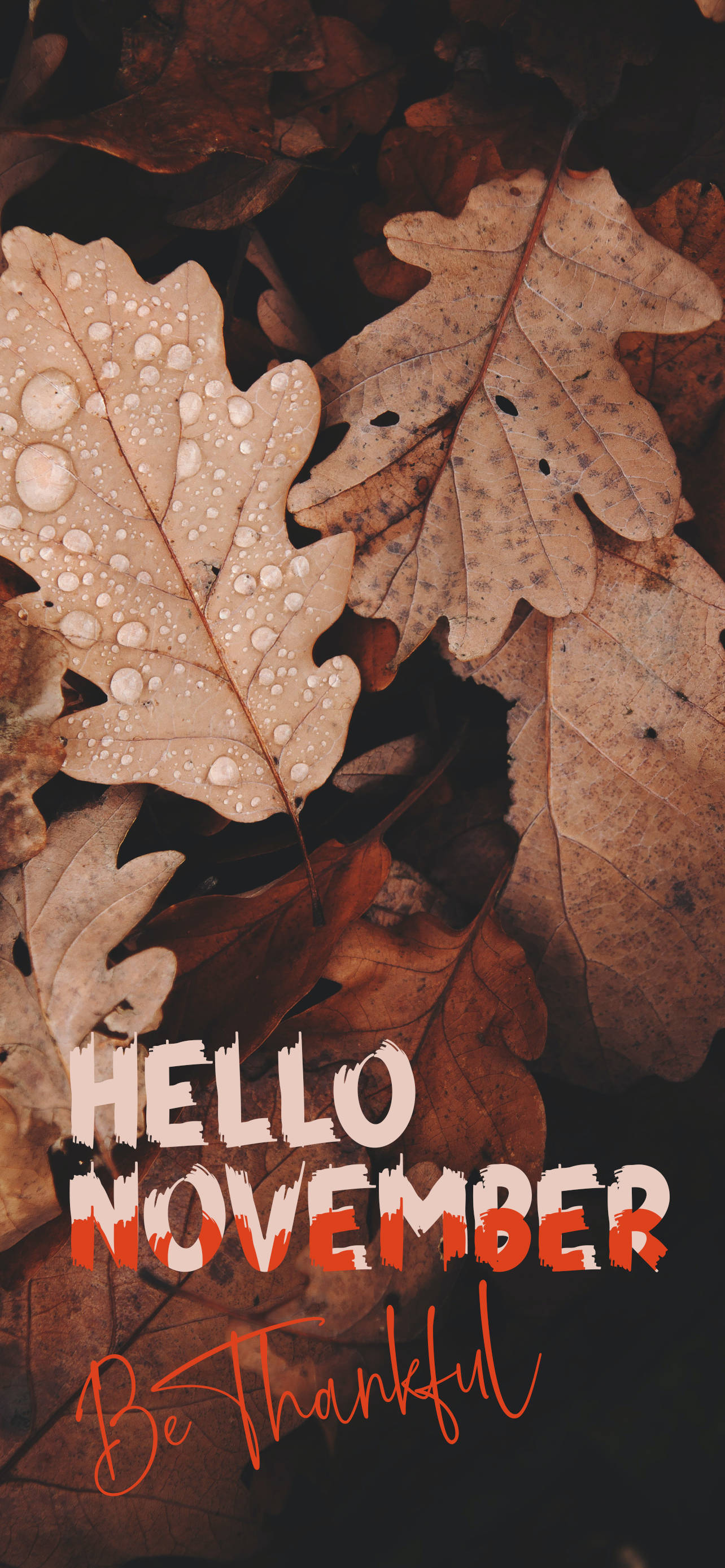 Hello November Be Thankful Picha ya Ukuta