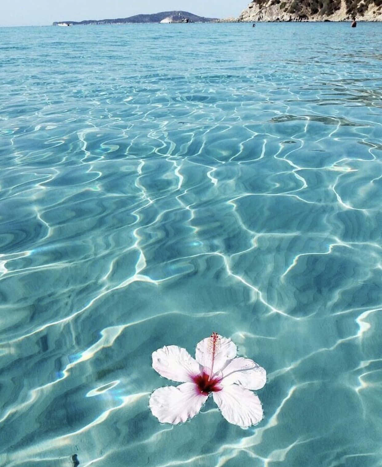 Hibiskasi ya Furaha ya Majira ya Joto Picha ya Ukuta
