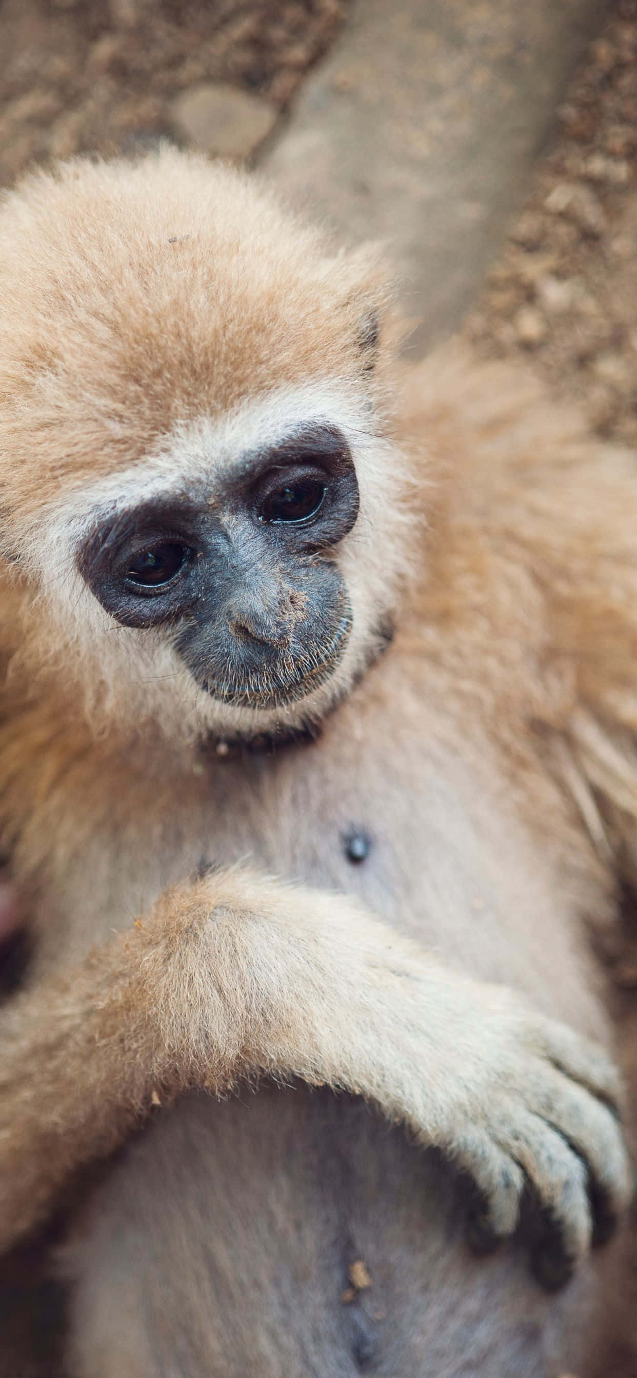 "Highly versatile iPhone Xs Max Gibbon can keep you connected anytime and anywhere." Picha ya Ukuta