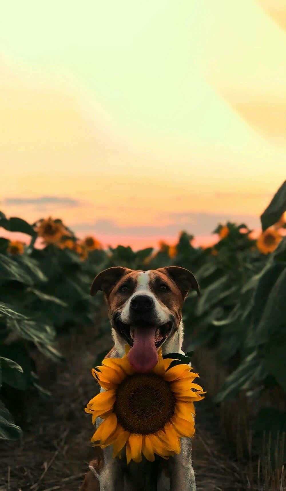 Hii pup ndogo ya kupendeza ina hisia ya kipekee ya mwonekano Picha ya Ukuta