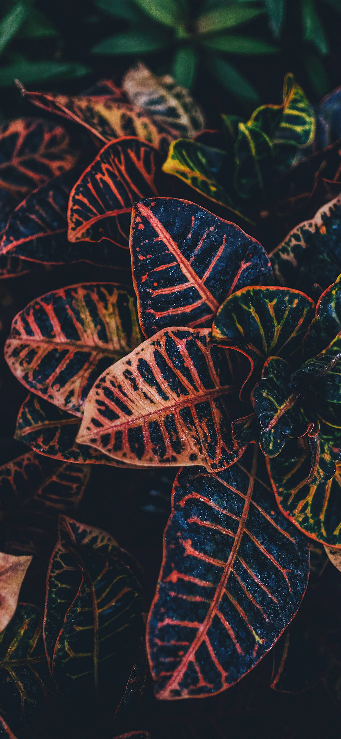 Hisi Moja na Tabia - Algorithmu Kamili Picha ya Ukuta