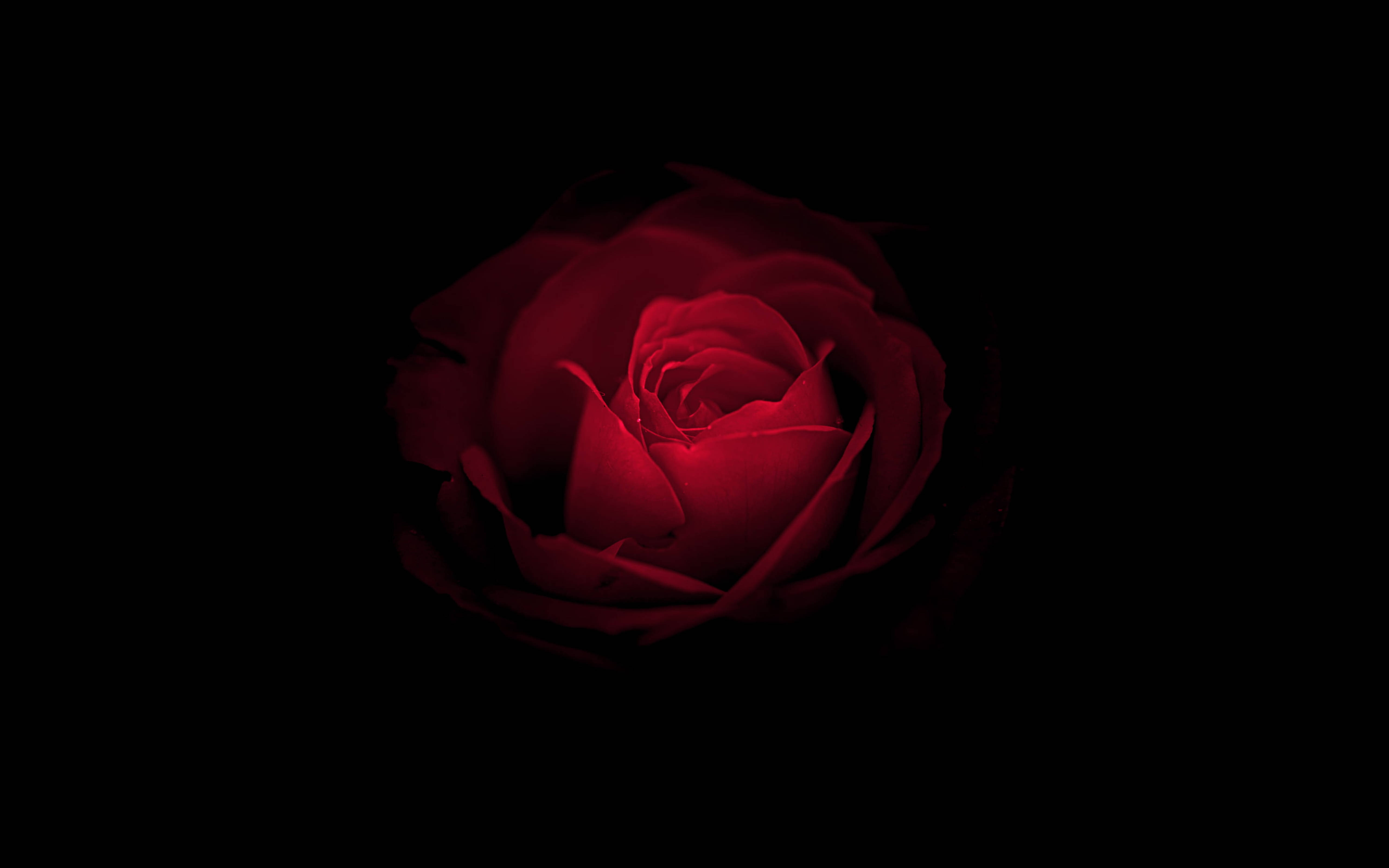 Huawei Mate RS Porsche Rose Picha ya Ukuta