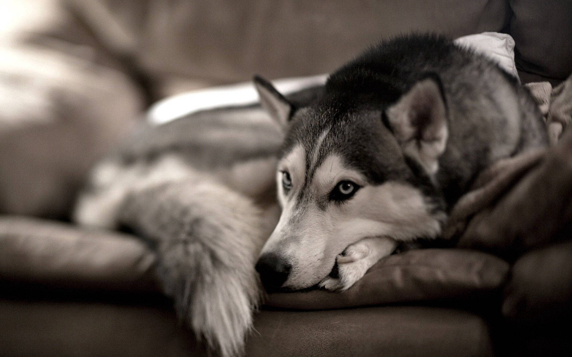 Husky Laini na Mwenye Manyoya Akistarehe Kwenye Kiti Picha ya Ukuta
