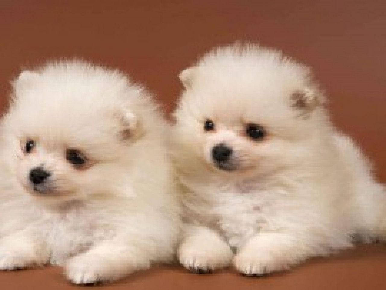 Husuda ya Kucheza: Mbwa Mzuri Anayefurahia Siku Yake Picha ya Ukuta