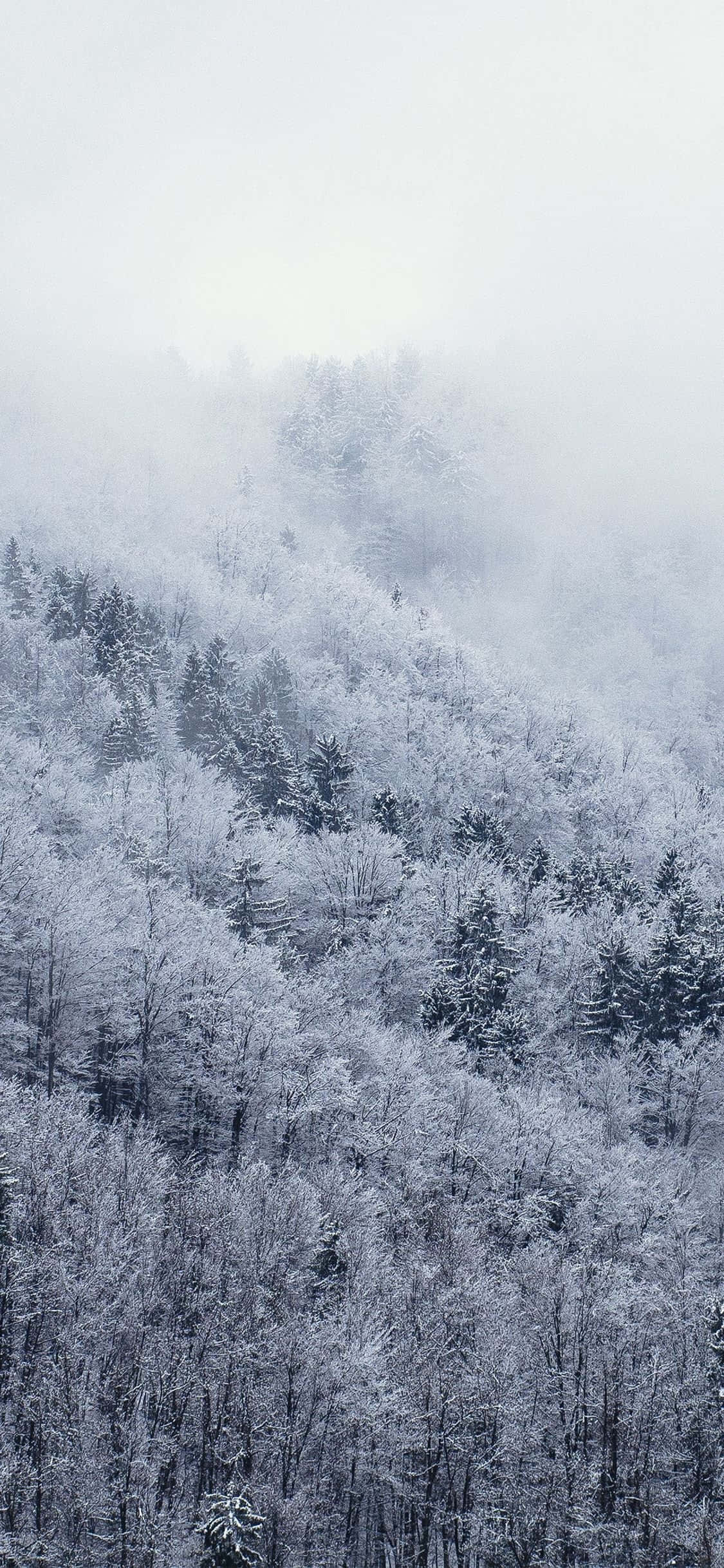 Image Explore The White Winter Wonderland with the Snow iPhone Picha ya Ukuta
