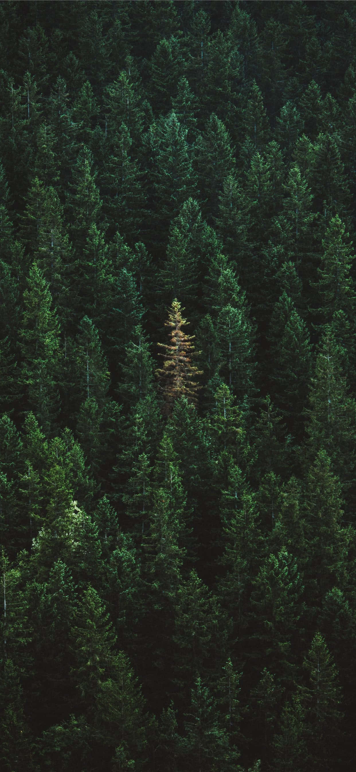 iPhone 11 Green Forest Trees Picha ya Ukuta