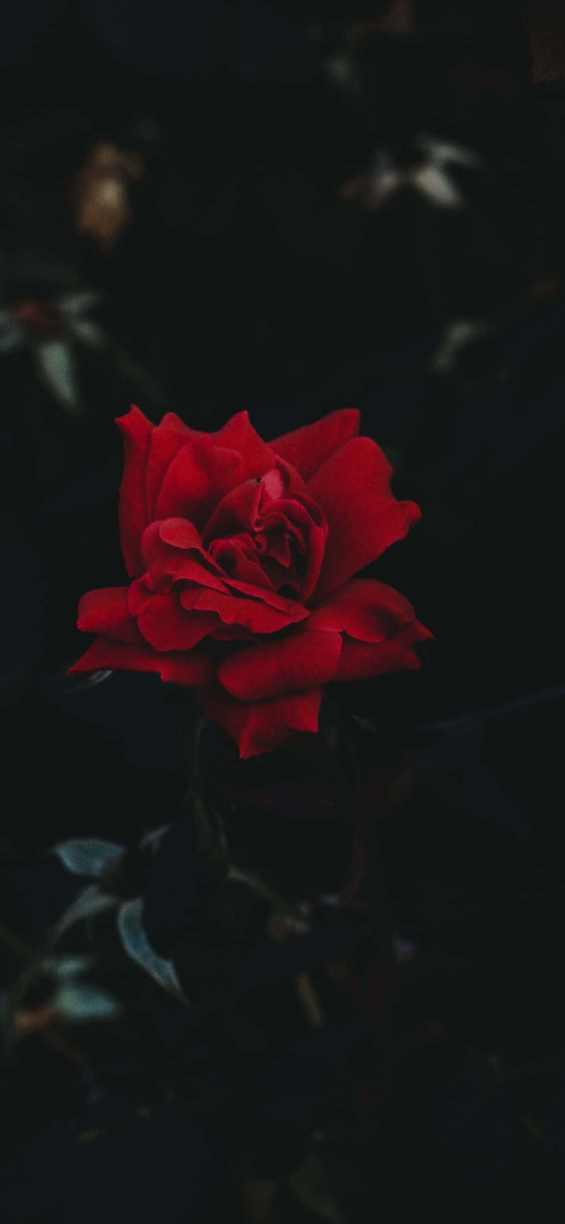 iPhone 11 Red Rose Picha ya Ukuta
