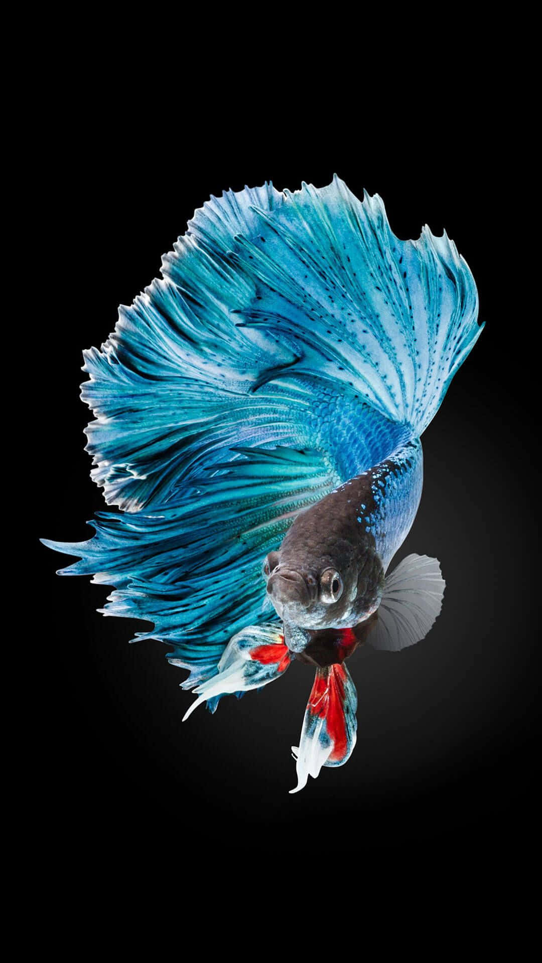 iPhone 7 Plus Live Siamese Fighting Fish Picha ya Ukuta