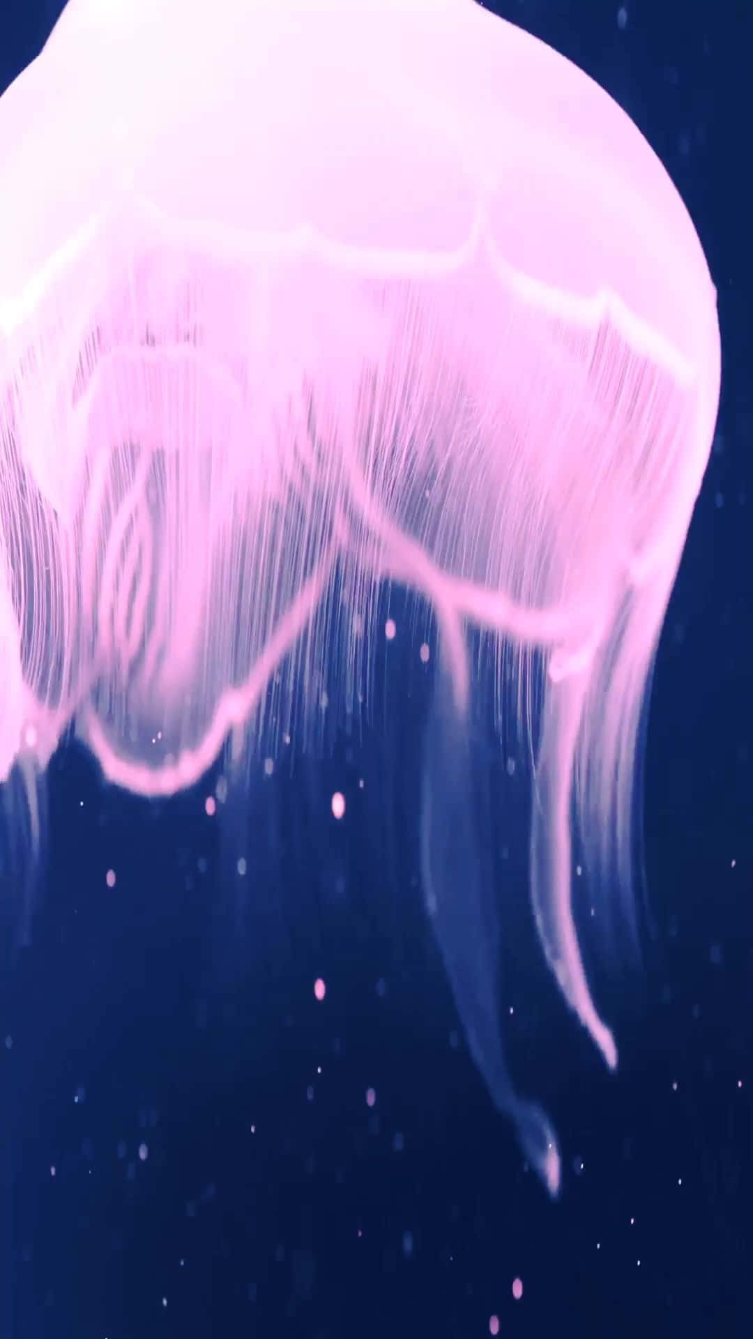 iPhone 7 Plus Live Jellyfish Pink Nyororo Picha ya Ukuta