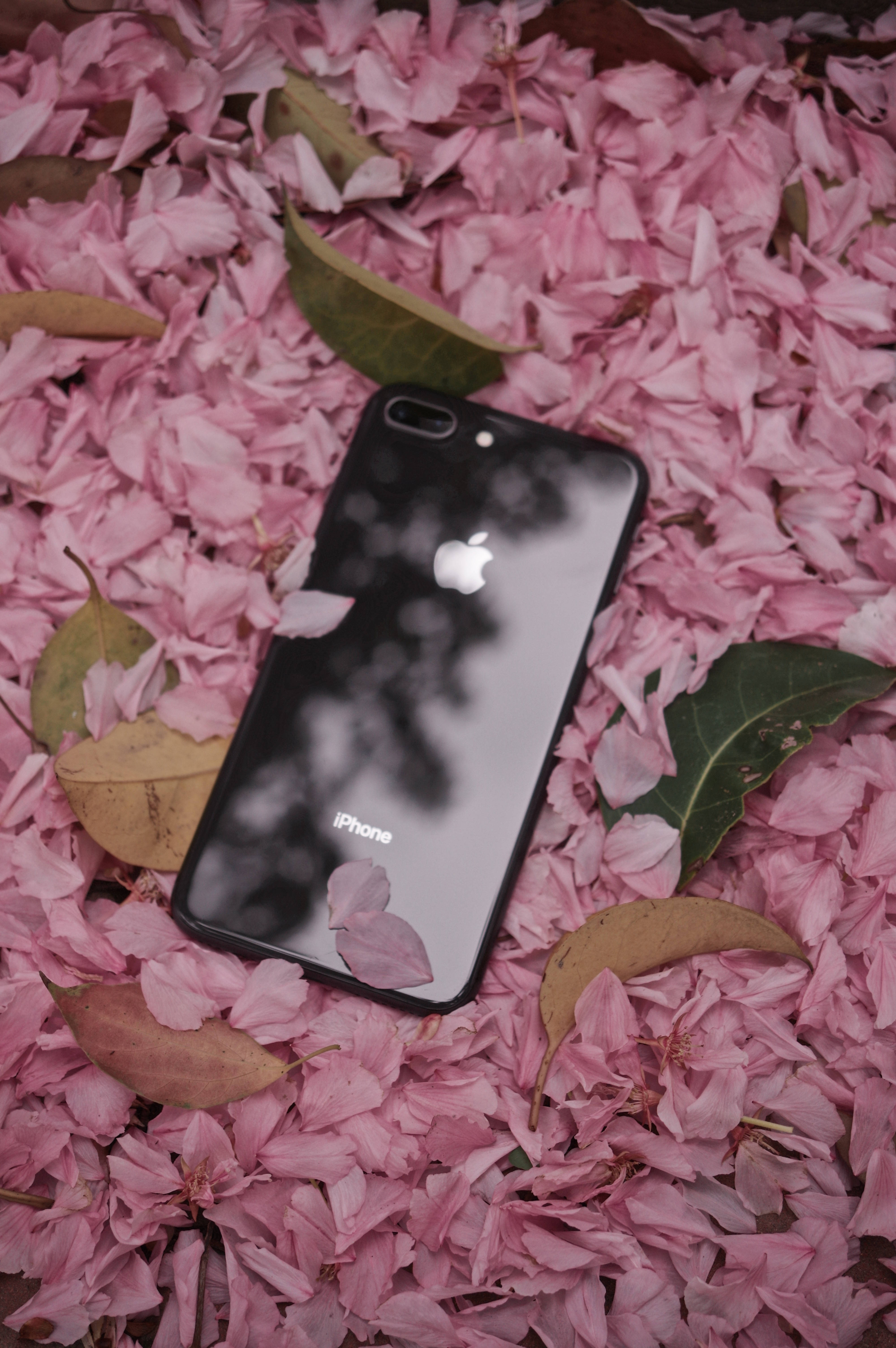 iPhone 8 Maua Picha ya Ukuta