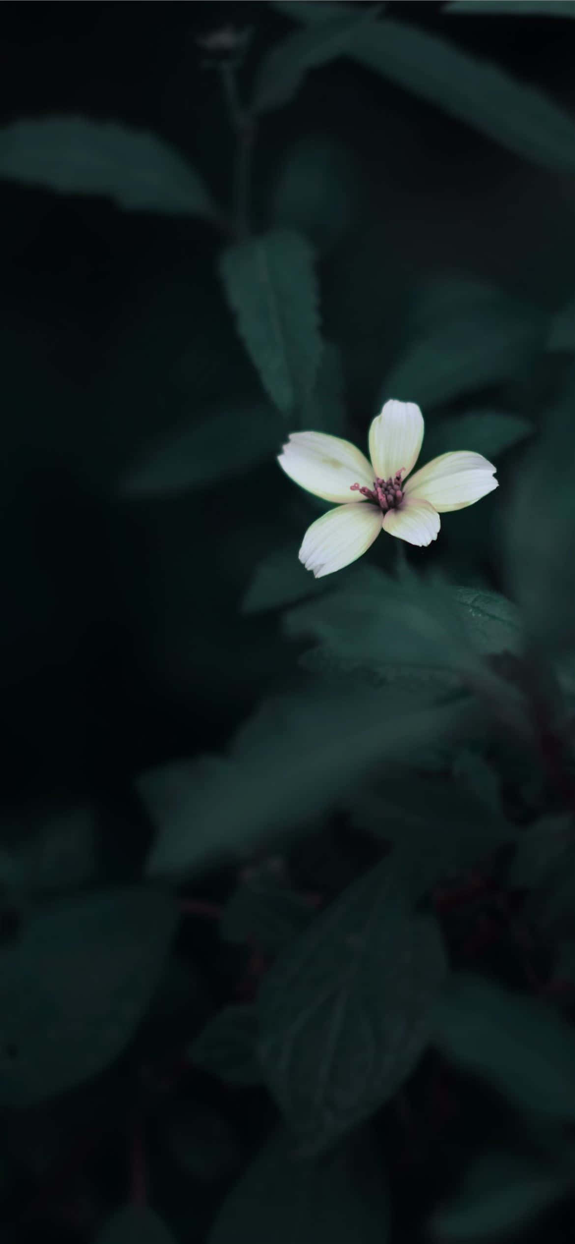 iPhone Aesthetic na Design Minimalistic Picha ya Ukuta