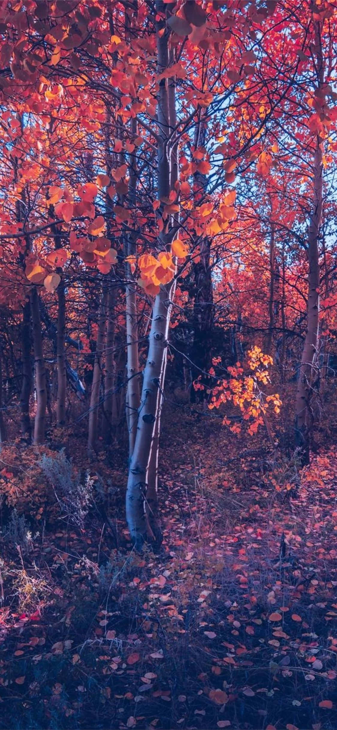 iPhone Fall Aesthetic Orange Tree Forest Picha ya Ukuta