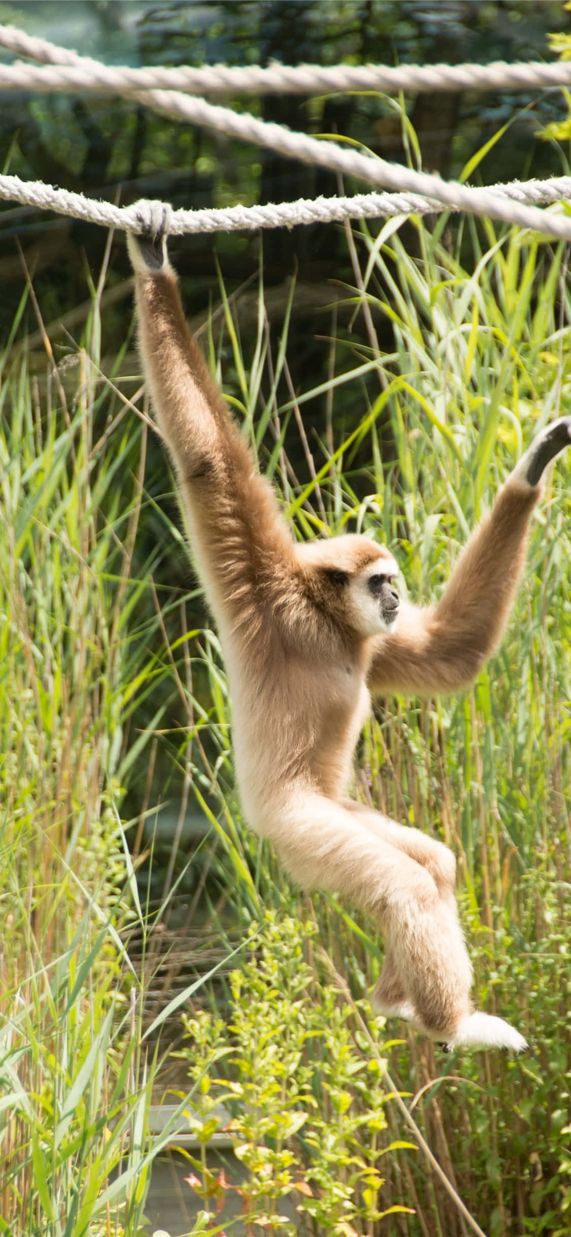 iPhone X Gibbon Background Gibbon Inayotafuta Kamba Picha ya Ukuta
