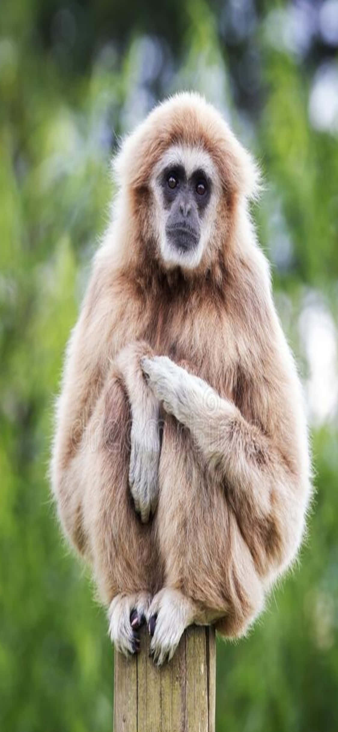 iPhone X Gibbon Background Gibbon Sitting On A Post Picha ya Ukuta
