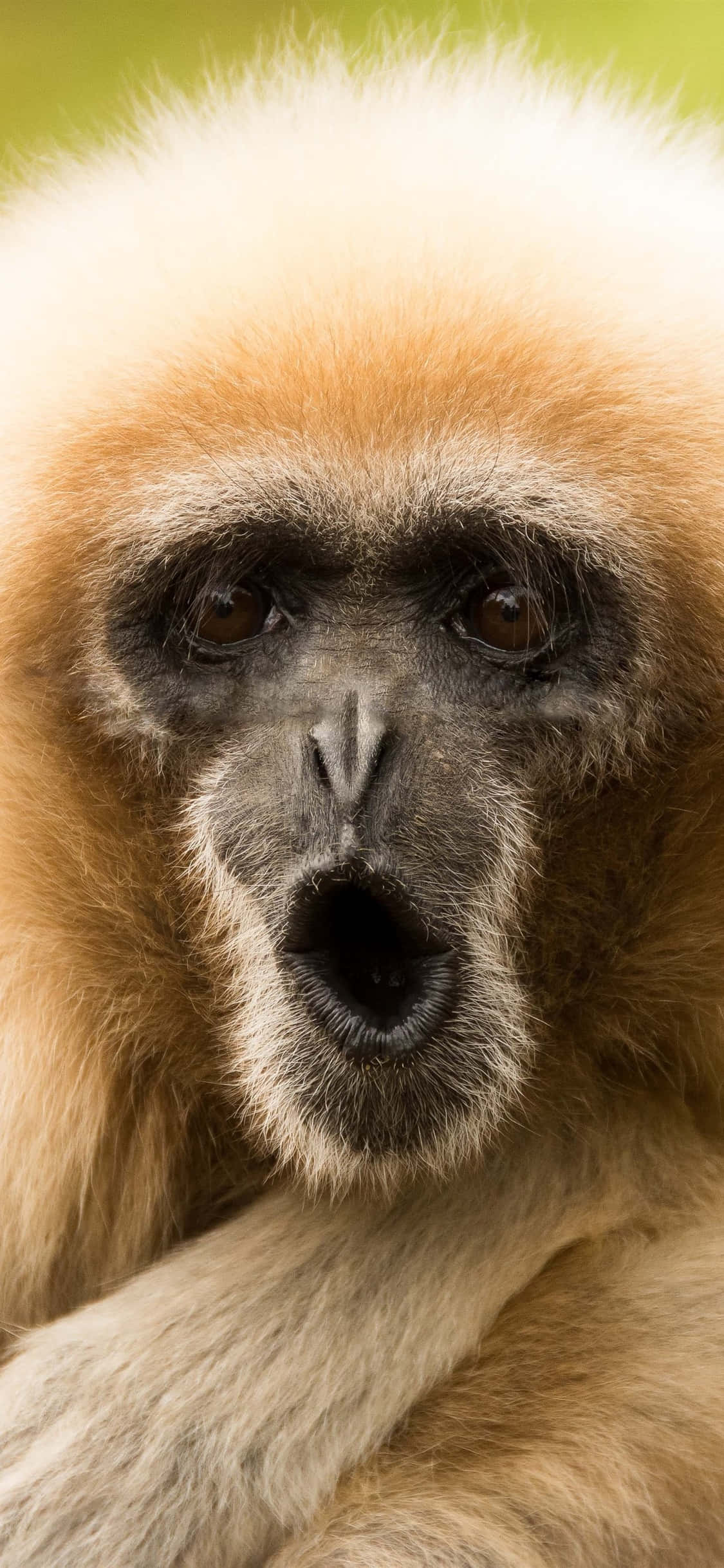 iPhone X Gibbon Background Funny Faced Gibbon Picha ya Ukuta