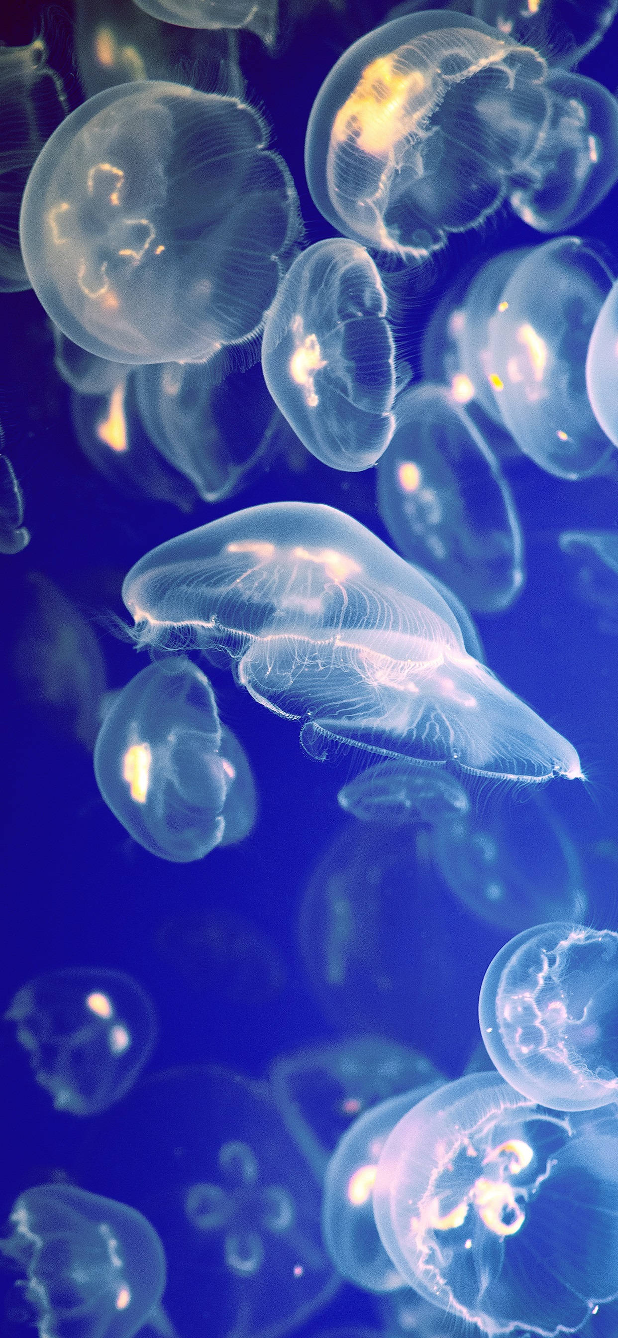 iPhone X Original School Of Jellyfish Picha ya Ukuta