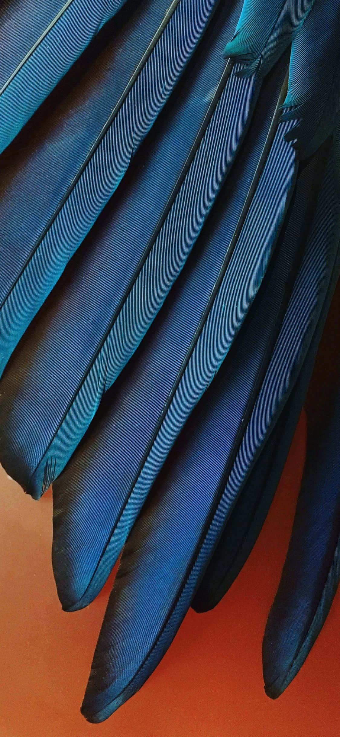 iPhone Xr Stock Teal Blue Feathers Picha ya Ukuta