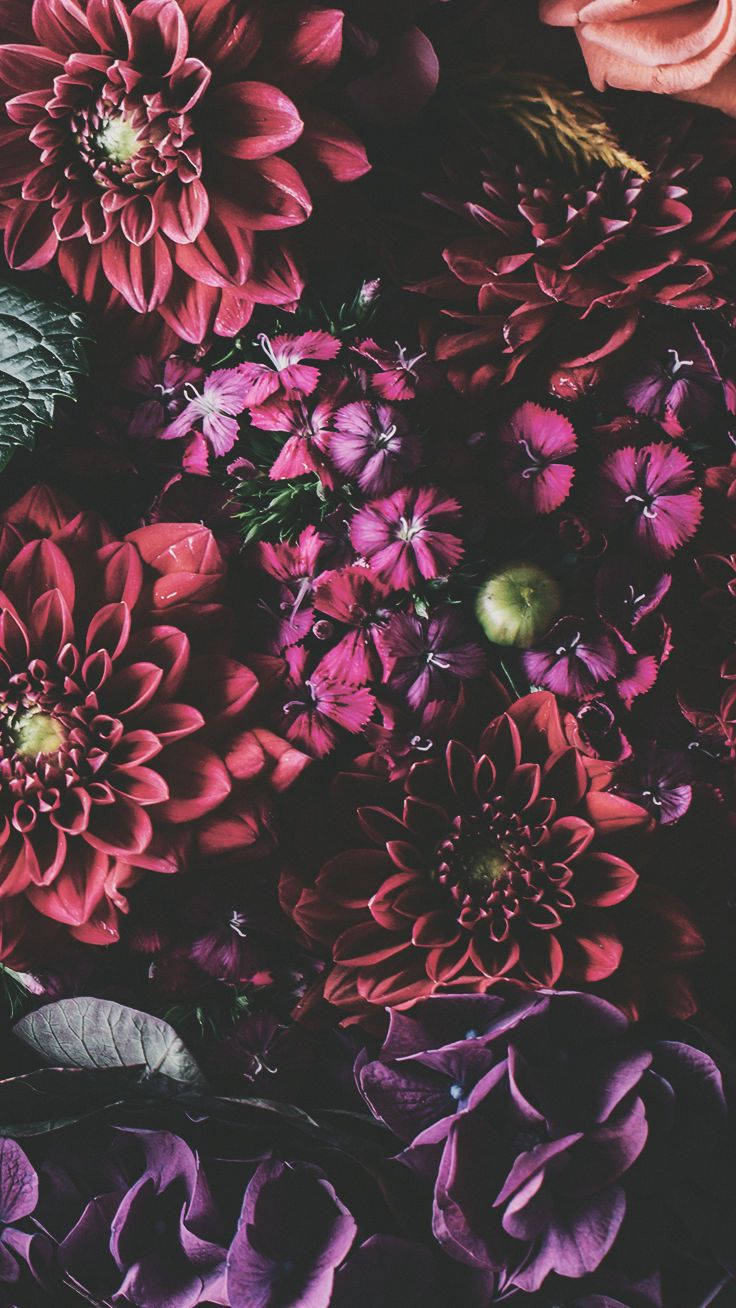 iPhone Xs Flowers Picha ya Ukuta