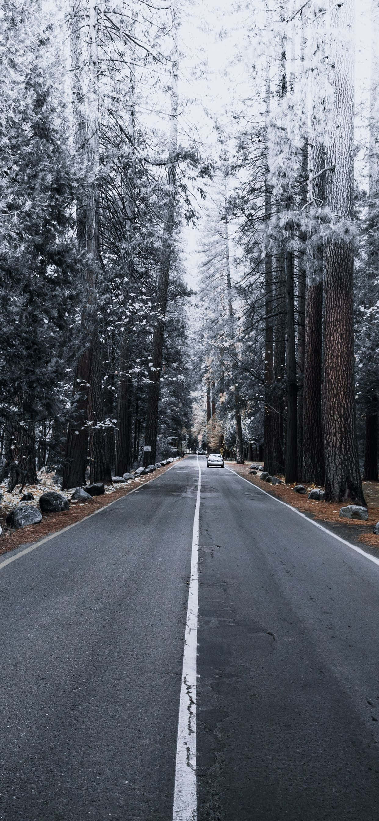 iPhone Xs Max Apple Background Pine Trees Snow Picha ya Ukuta