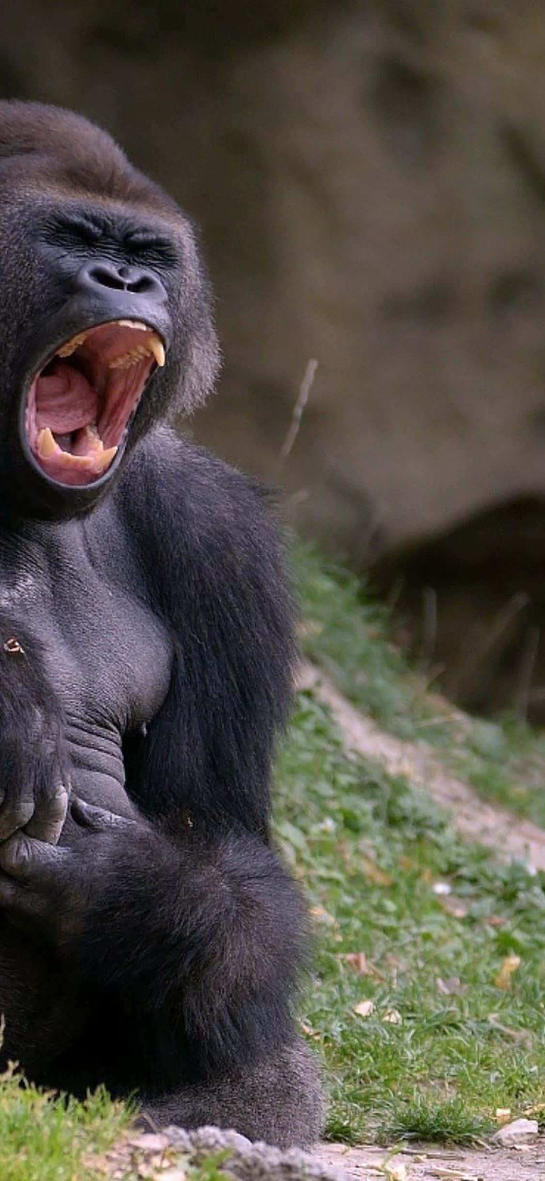 iPhone Xs Max Gorilla Background Raging Roar Picha ya Ukuta