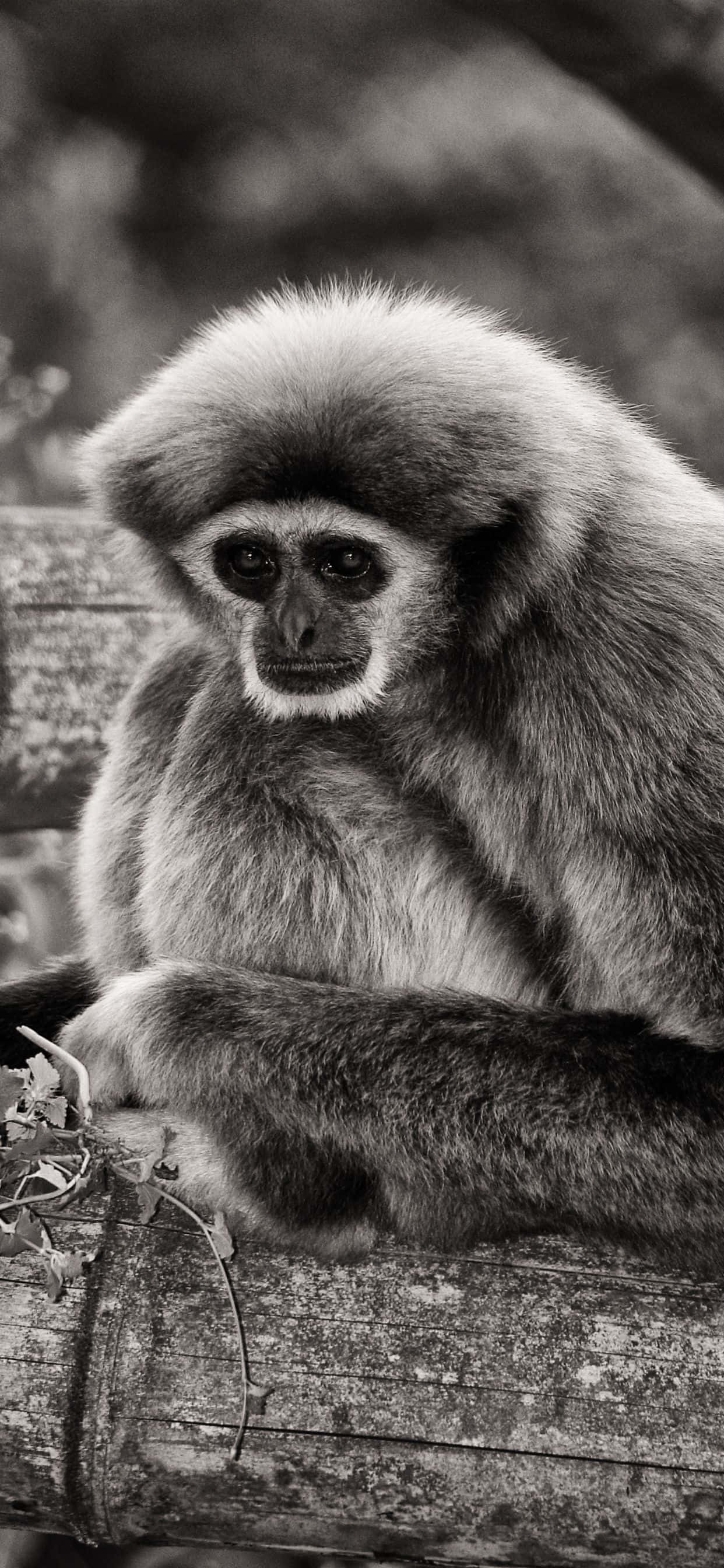 iPhone Xs Max na gibbon mwenye rangi ya machungwa nyuma Picha ya Ukuta
