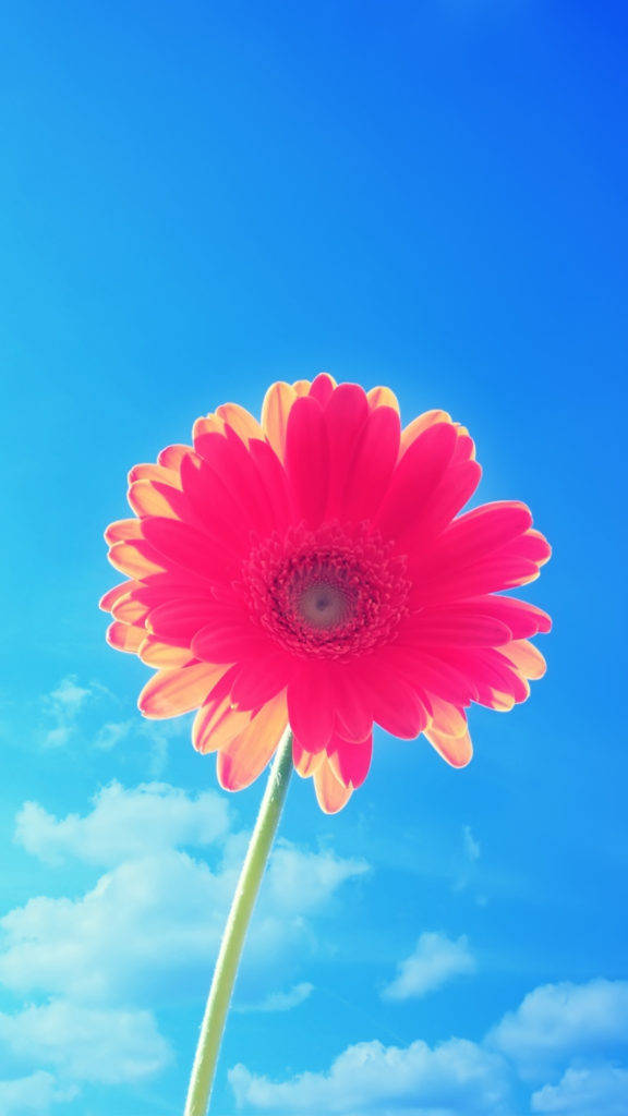 iPhone ya Maua yenye Petali za Pink Picha ya Ukuta