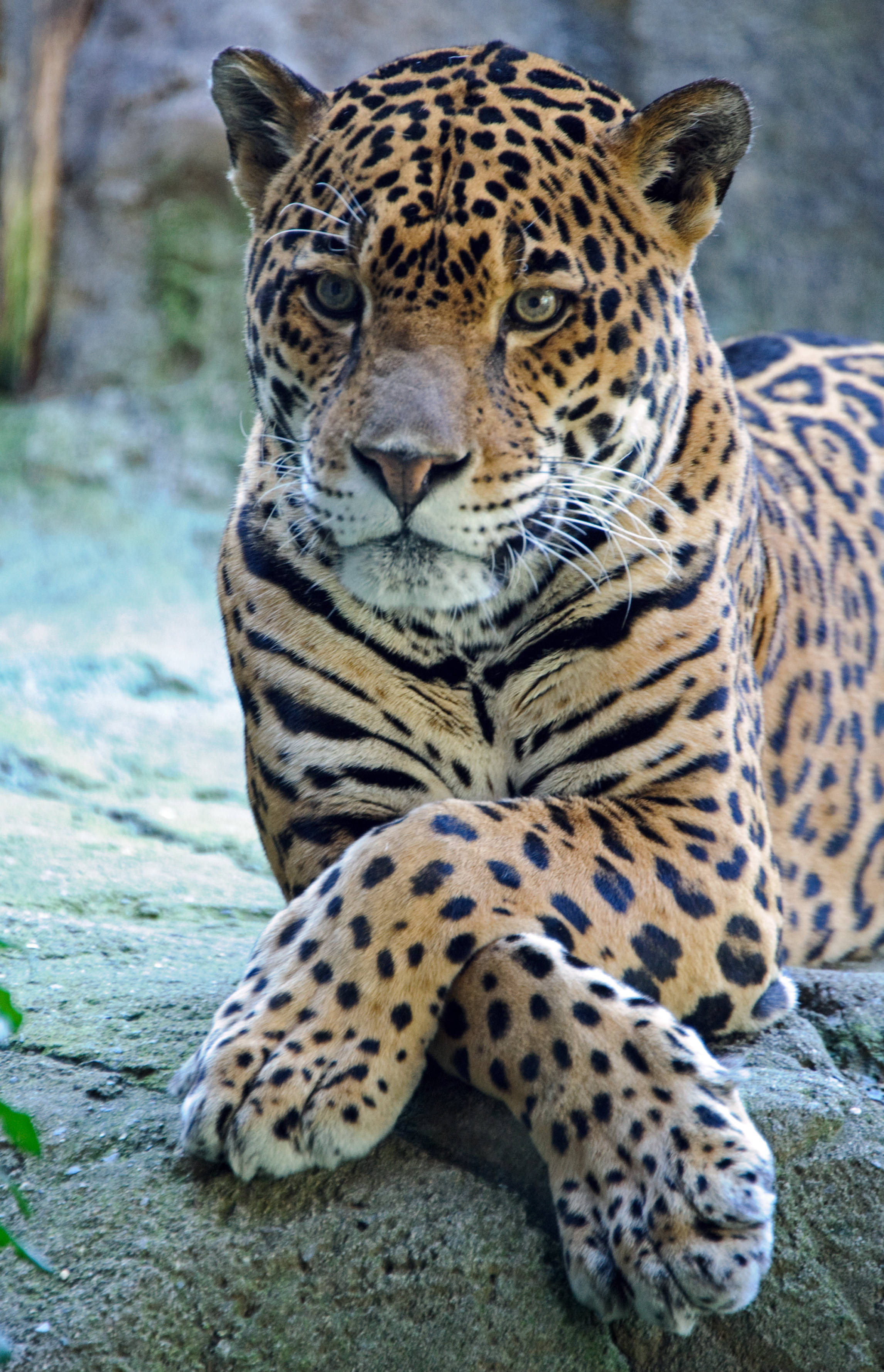 Jaguar Mwenye Vipimo Vipimo Picha ya Ukuta