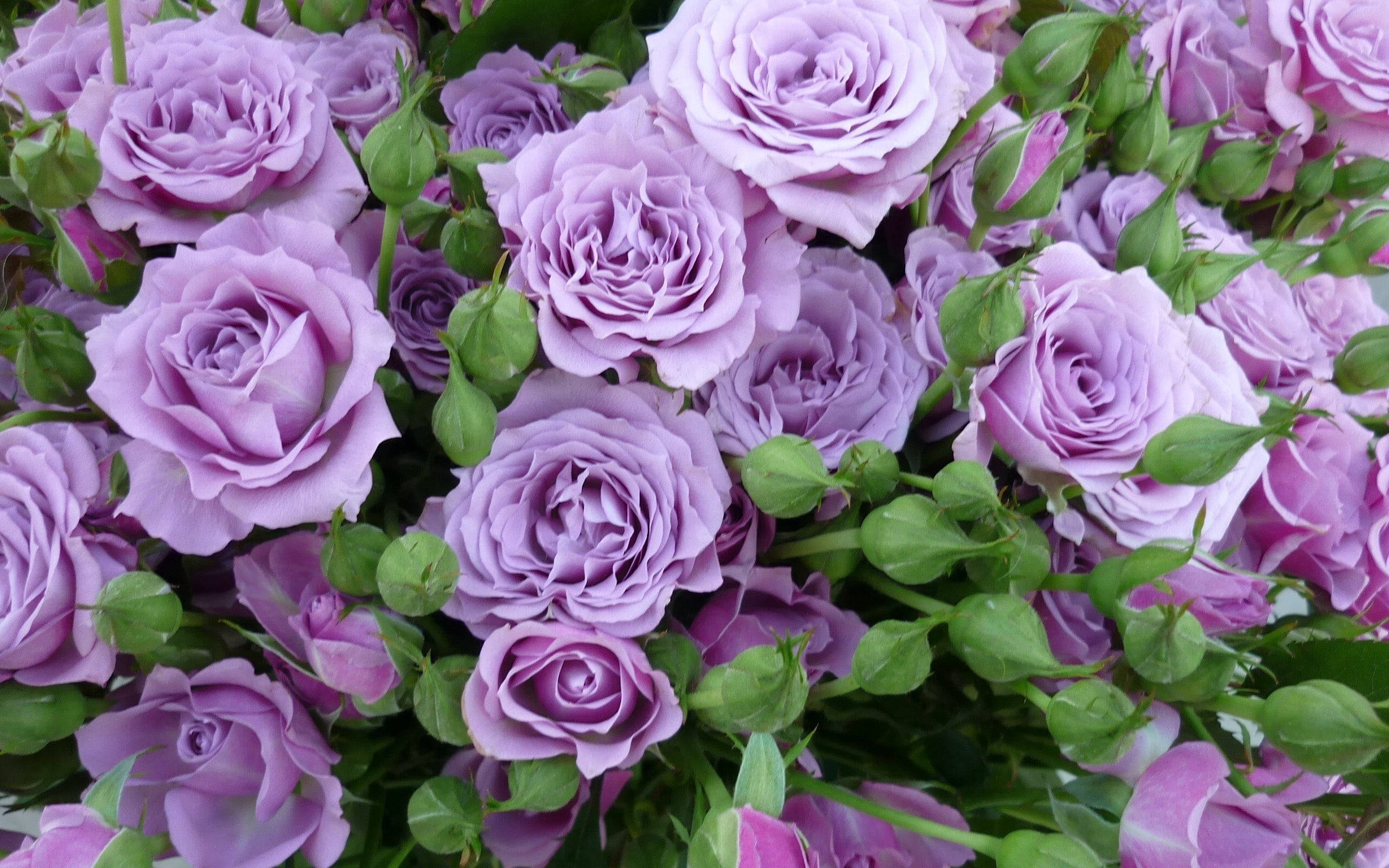 Jamal ya Lilac Rose Picha ya Ukuta