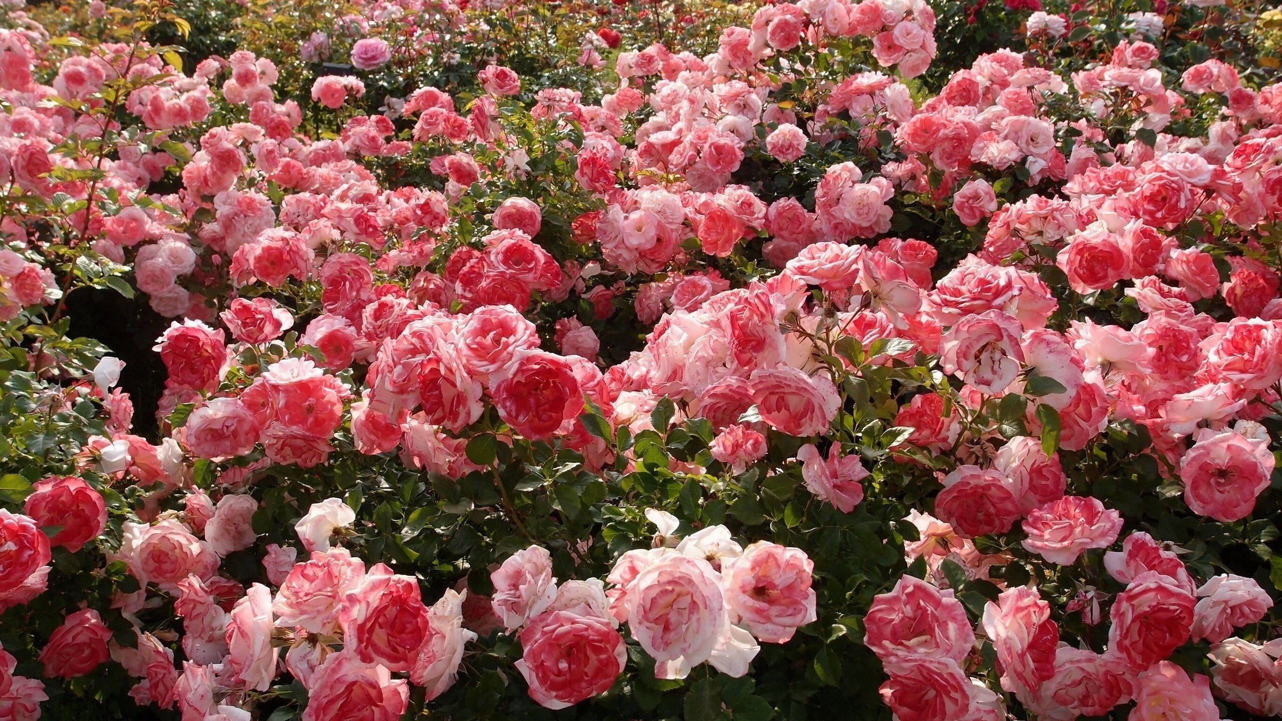 Jamali ya Waridi la Pink Picha ya Ukuta