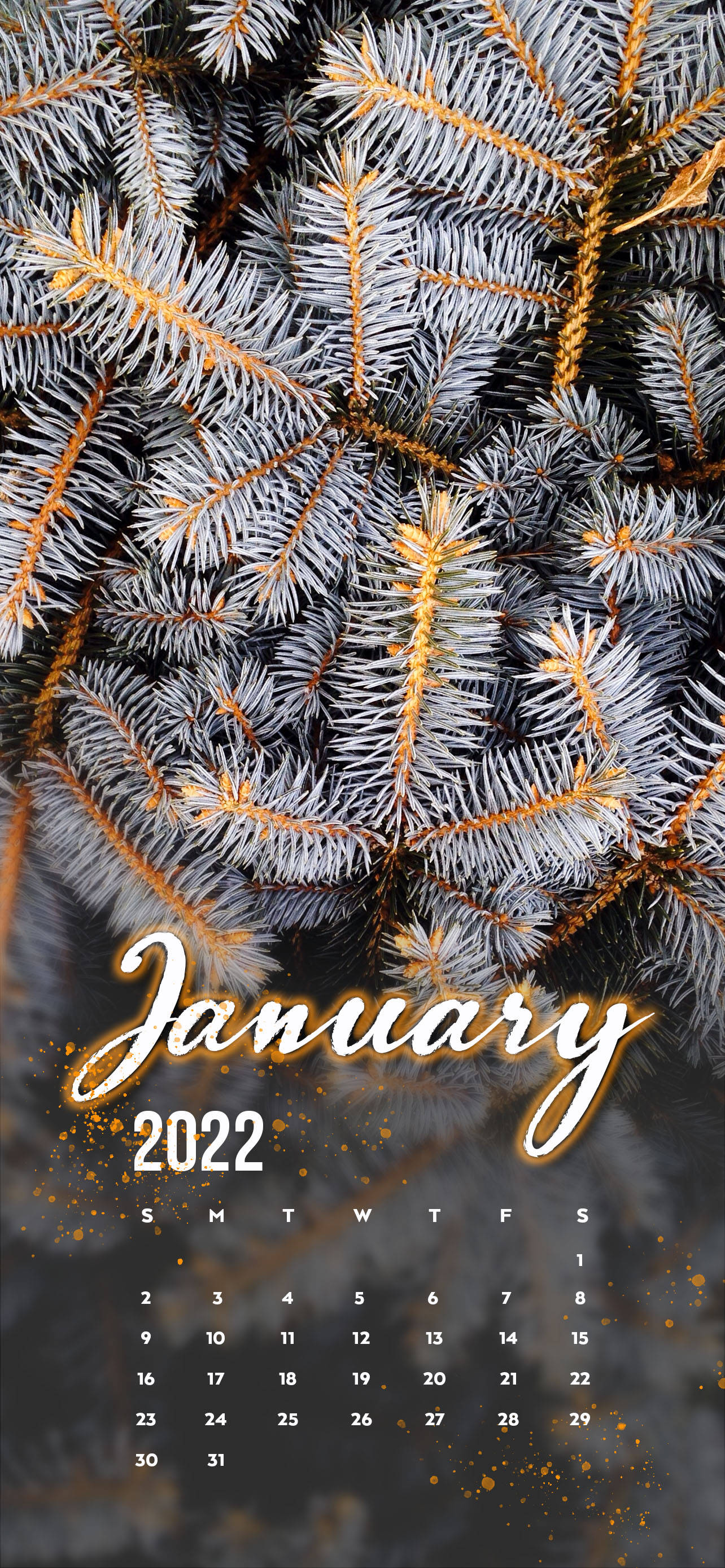 Januari 2022 Mti wa Pine Mweupe Picha ya Ukuta