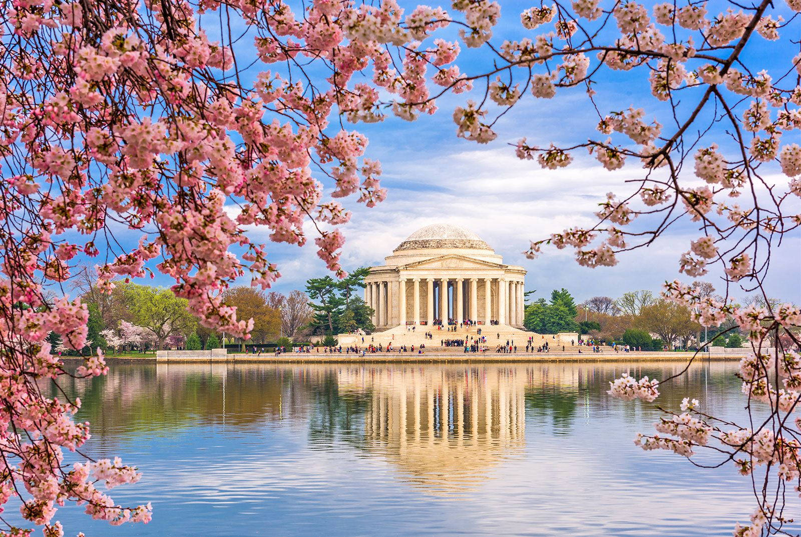 Jefferson Memorial Maua ya Cherry ya Pink Picha ya Ukuta
