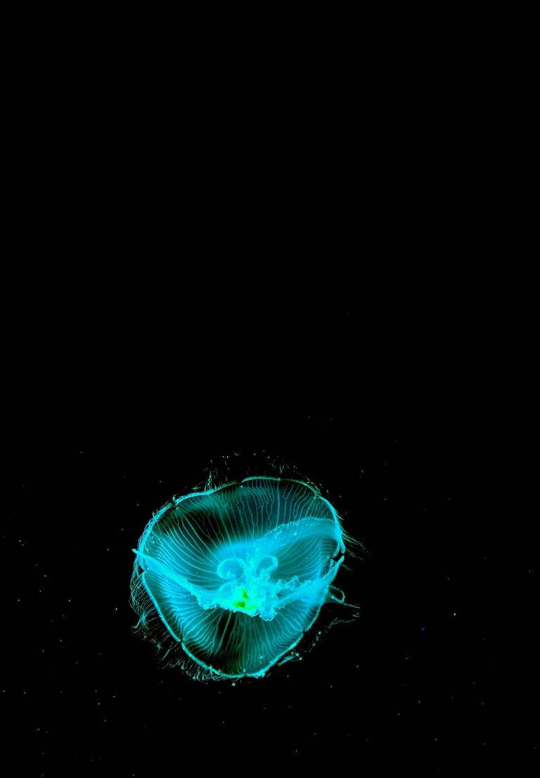 Jellyfish Cyan Neon iPad 2021 Picha ya Ukuta