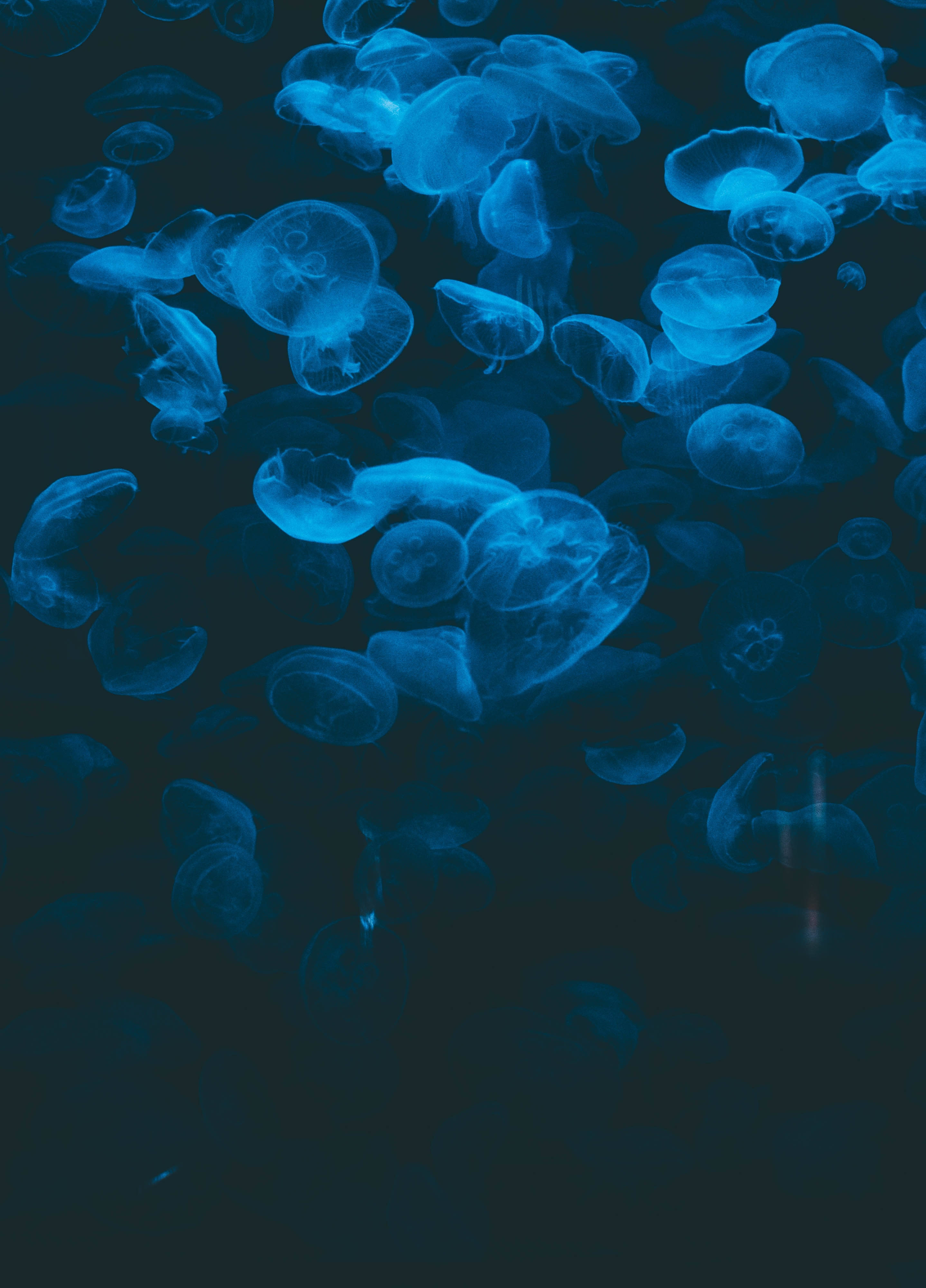 Jellyfish mzuri anayembea kwa mwendo wa bahari ya kina kifu Picha ya Ukuta