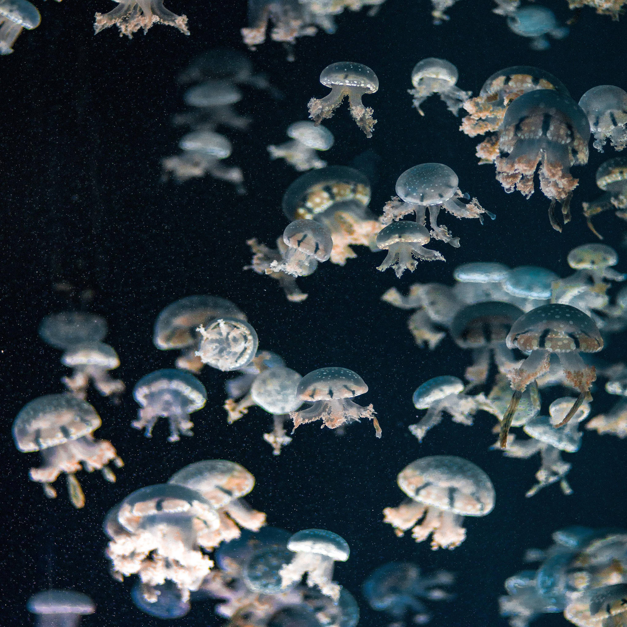 Jellyfish ya Kupendeza ya iPad Picha ya Ukuta