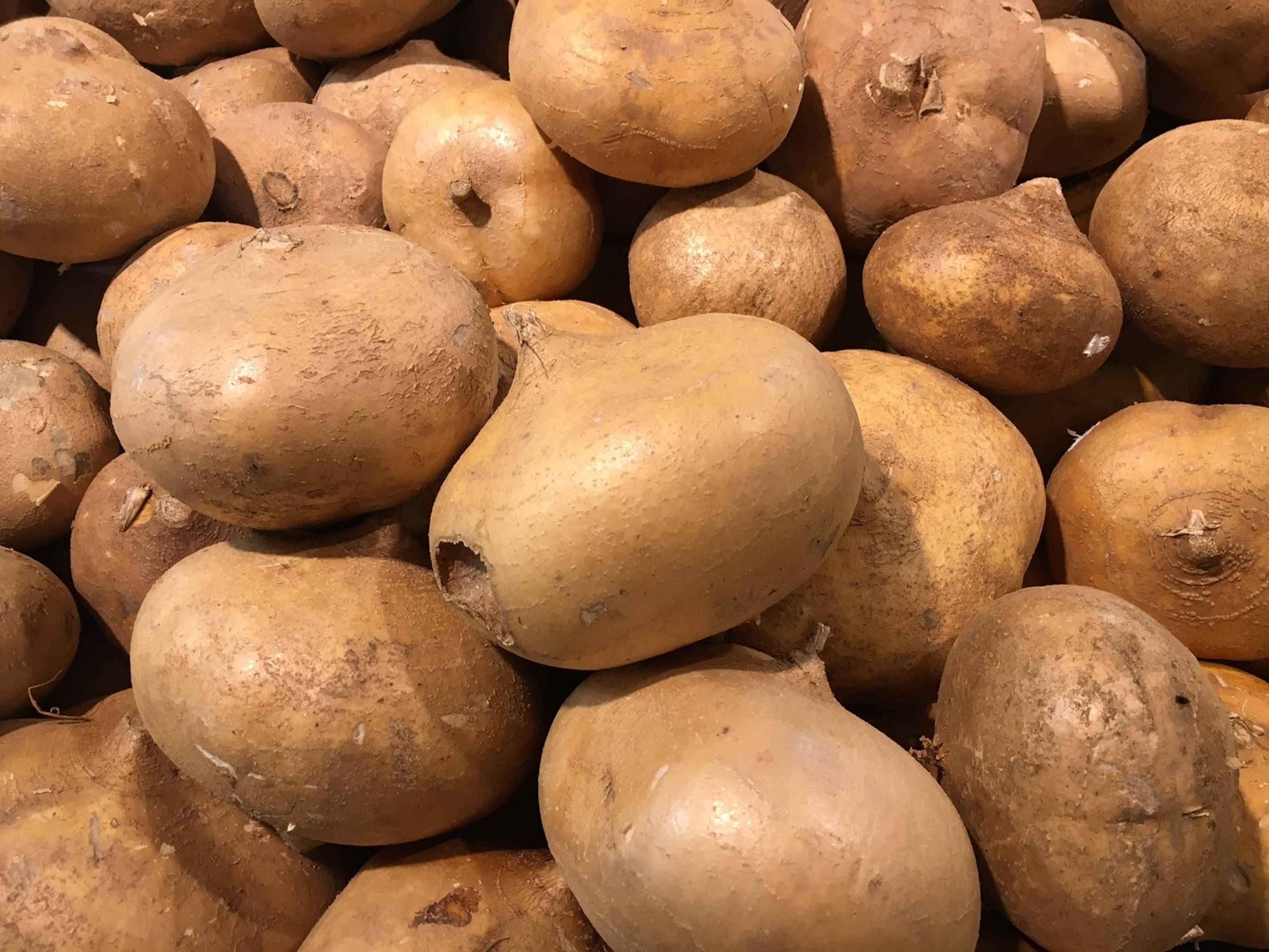 Jicama Nyingi Sana Picha ya Ukuta