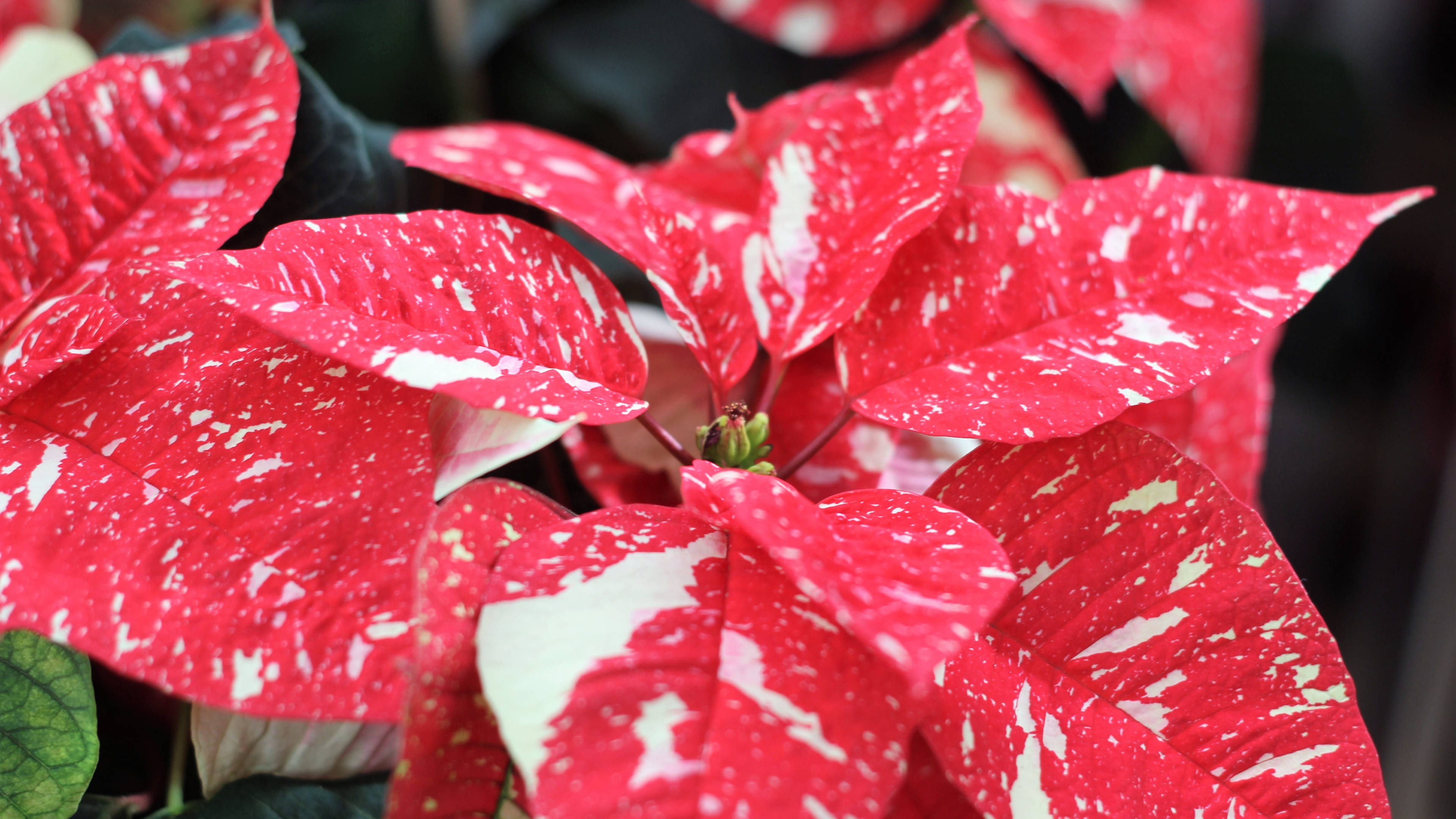 Jingle Bells Poinsettia Picha ya Ukuta