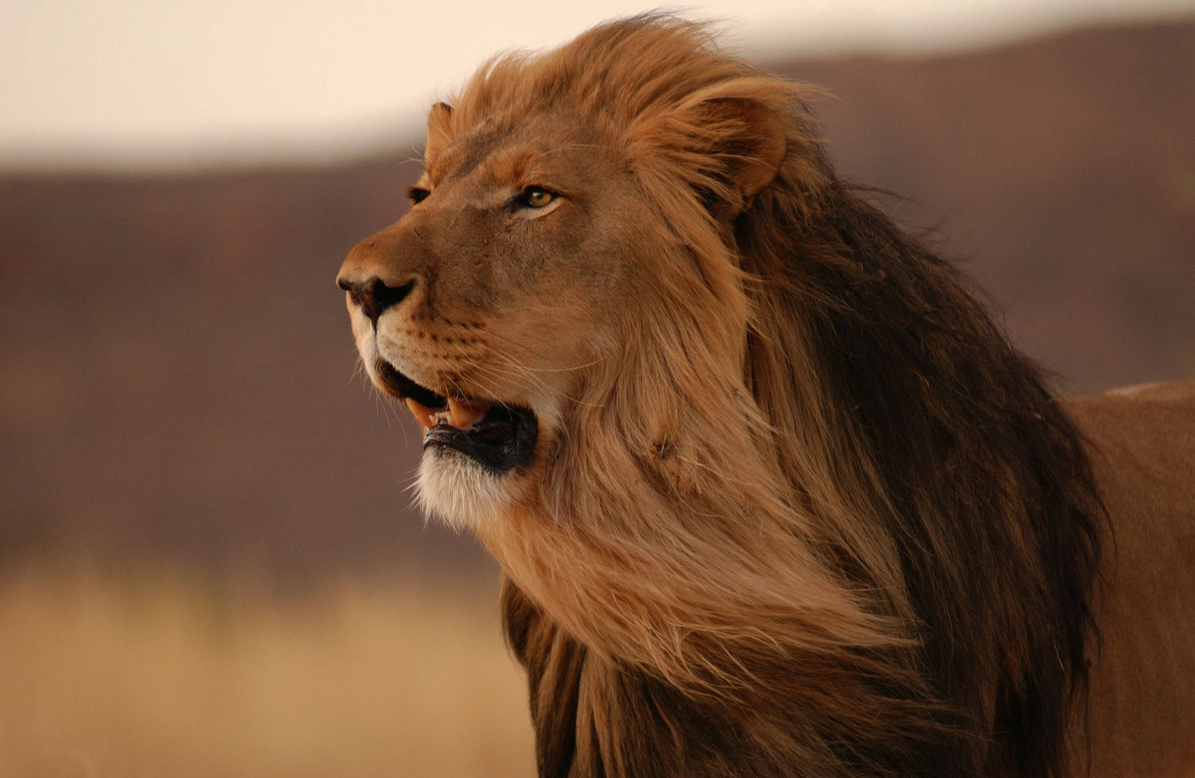 Jogoo la Simba Mwenye Manyoya Marefu Picha ya Ukuta
