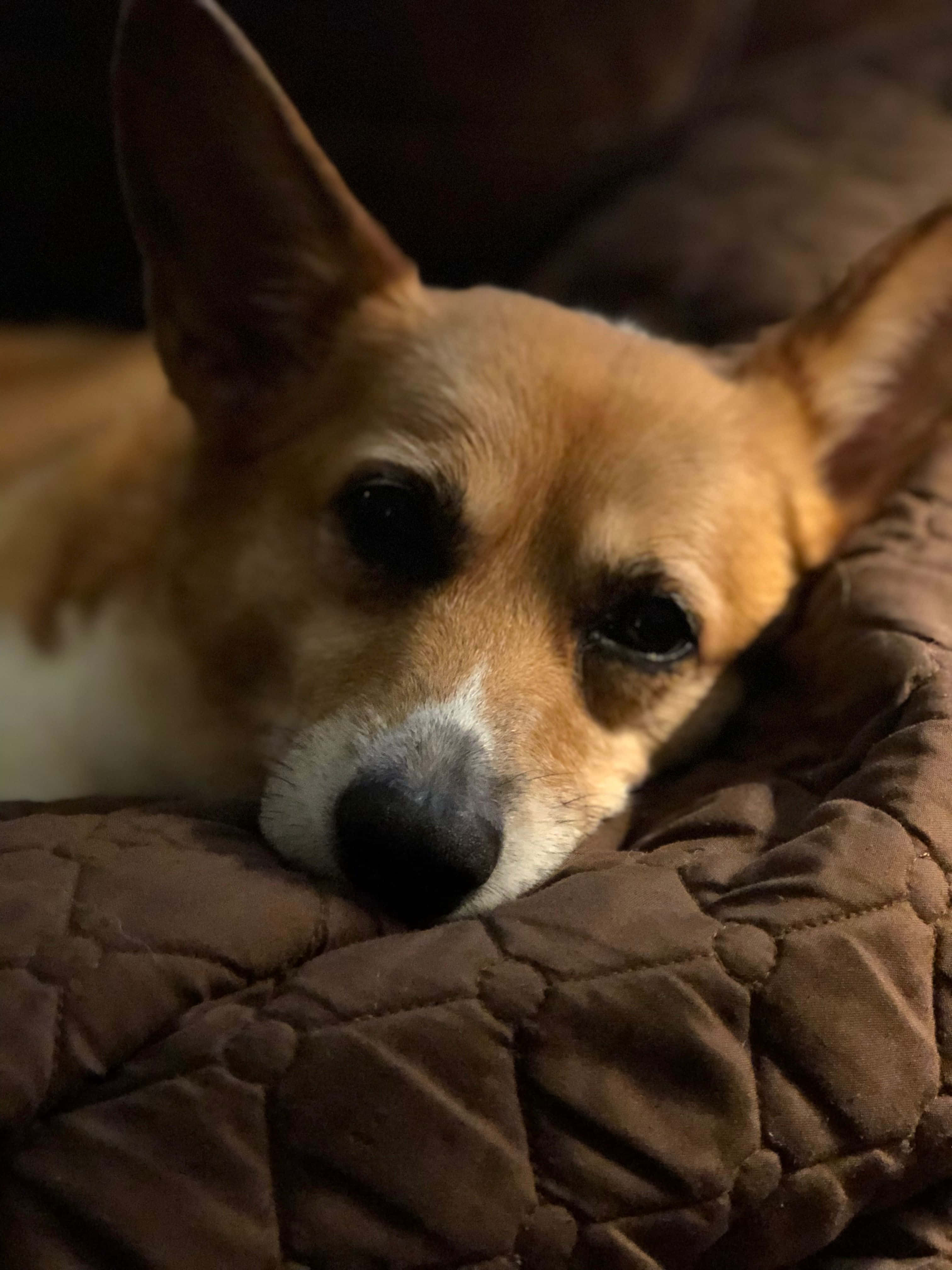 Just a Corgi enjoying the summer Picha ya Ukuta