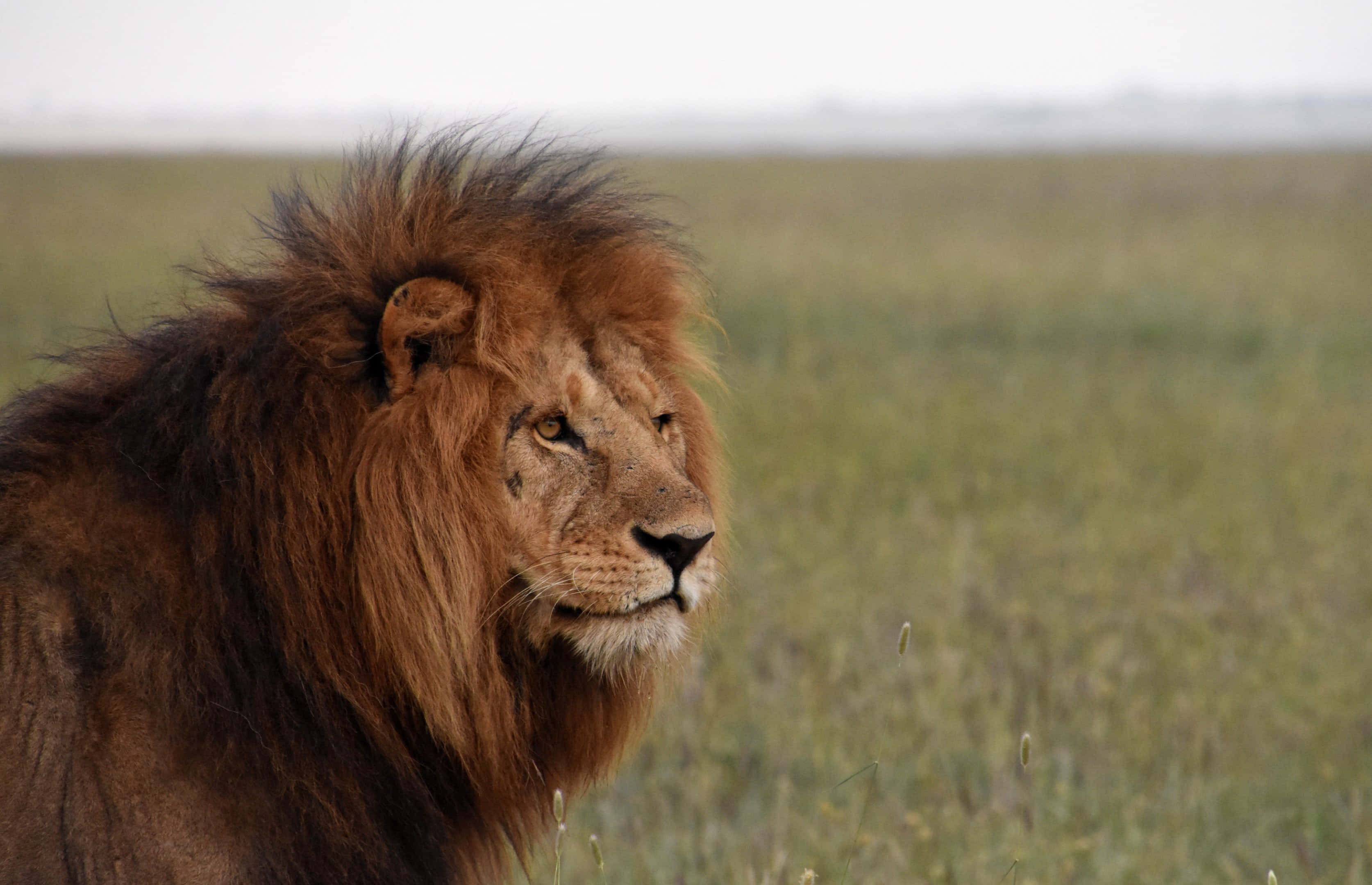 Kali na Mwenye Ukuu - Simba Mwitu Katika Savana ya Afrika Picha ya Ukuta