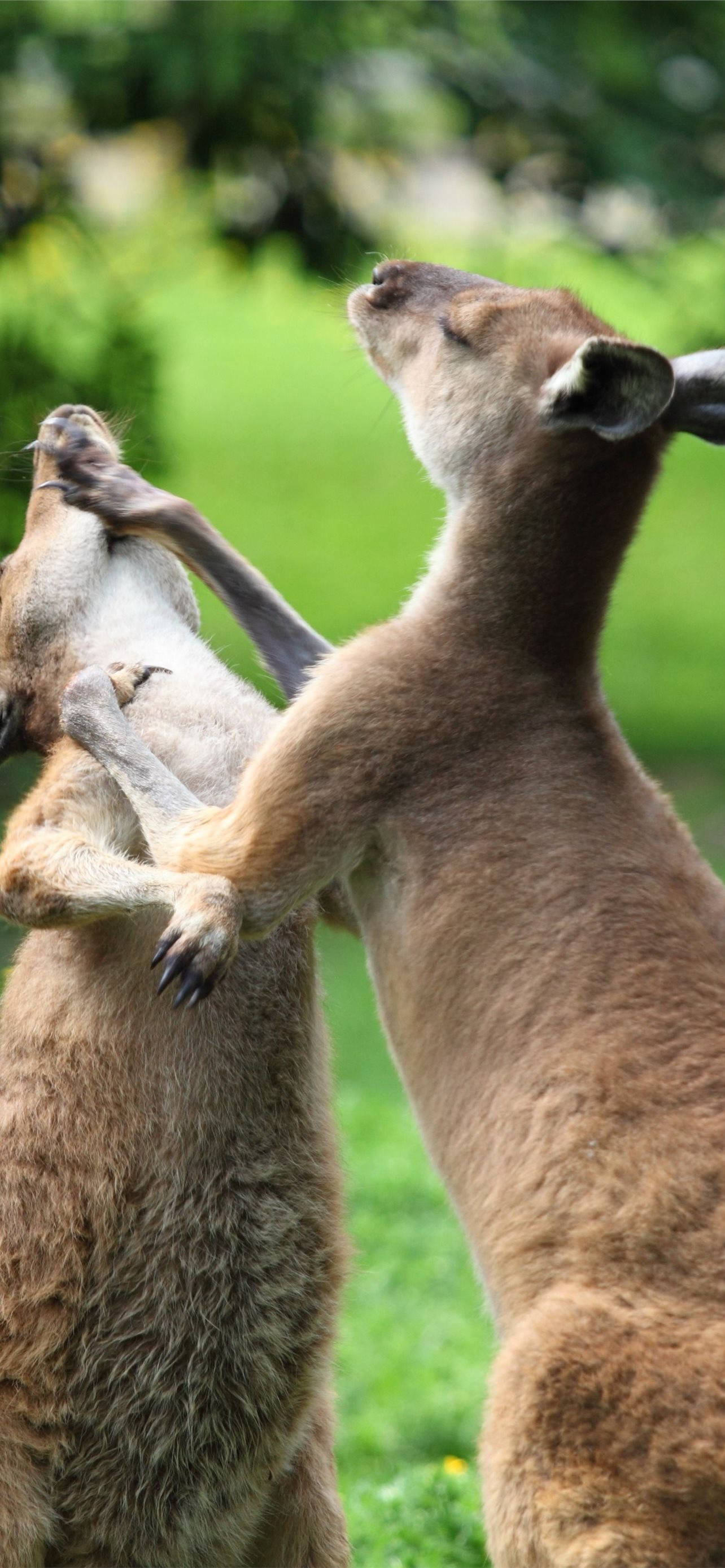 Kangaroos Wakati Wao Picha ya Ukuta