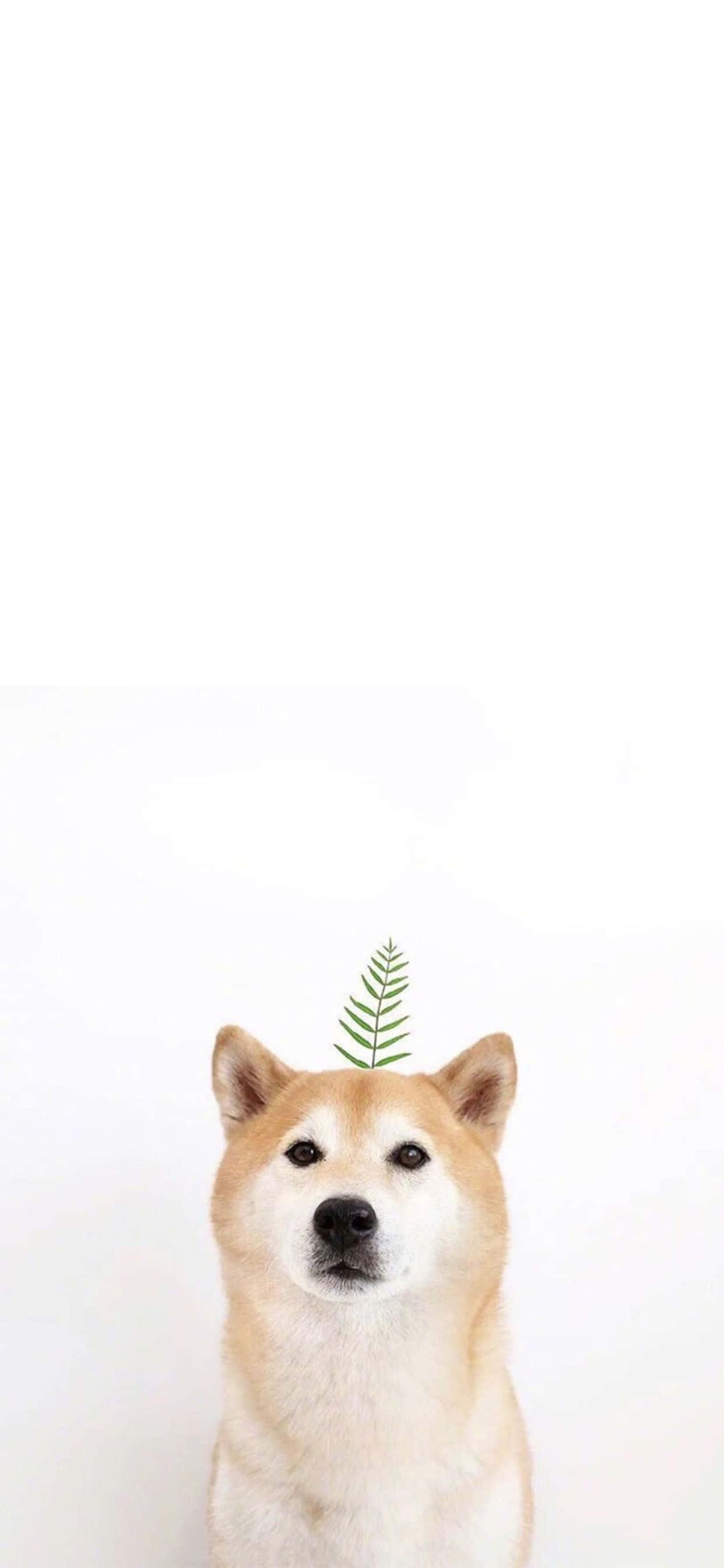Karibu na utaifa na hii wallpaper ya Cute Animal iPhone ya kupendeza Picha ya Ukuta